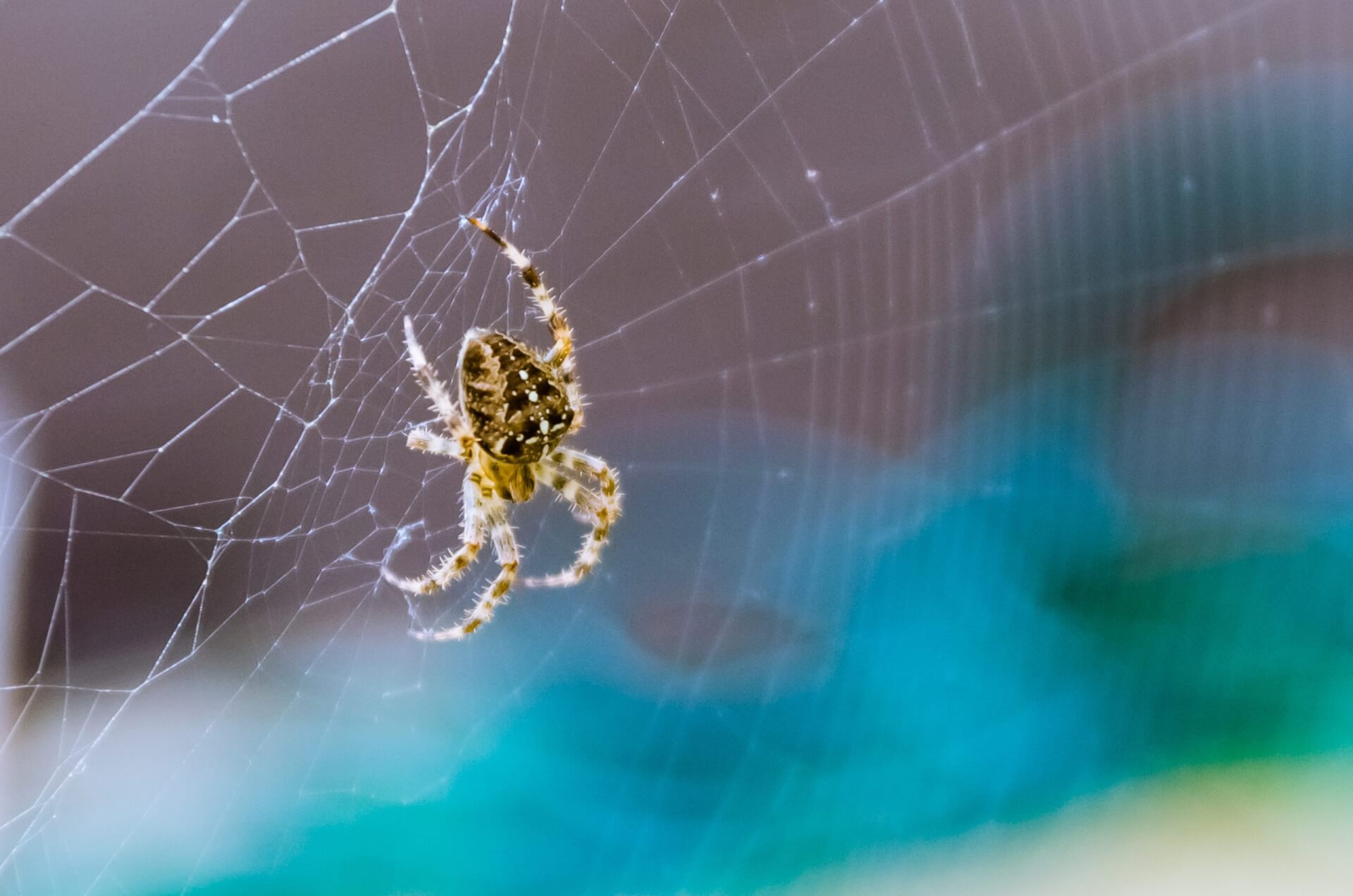 Picture of Spiders: Photo Gallery of Spider Image. Waltham Pest Services