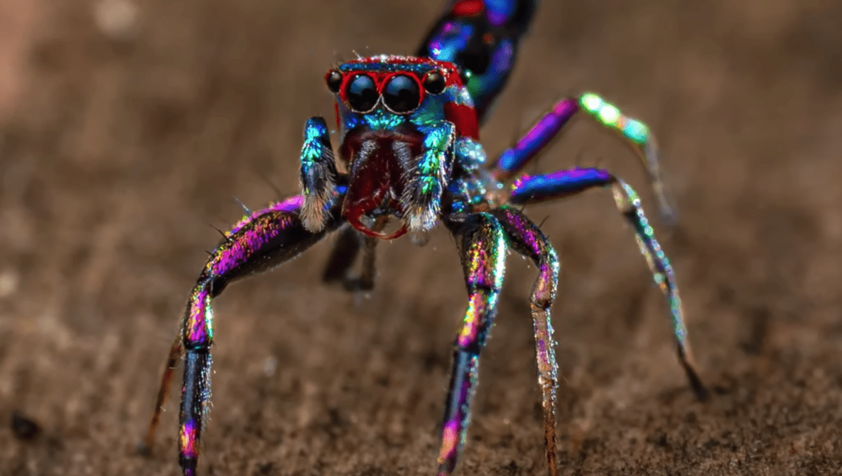 Amateur Photographer Captures World's 'Most Colorful' Spider