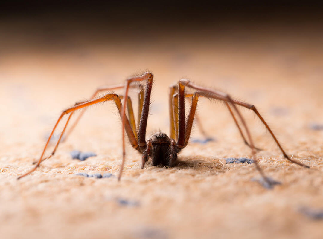 Picture of Spiders: Photo Gallery of Spider Image. Waltham Pest Services
