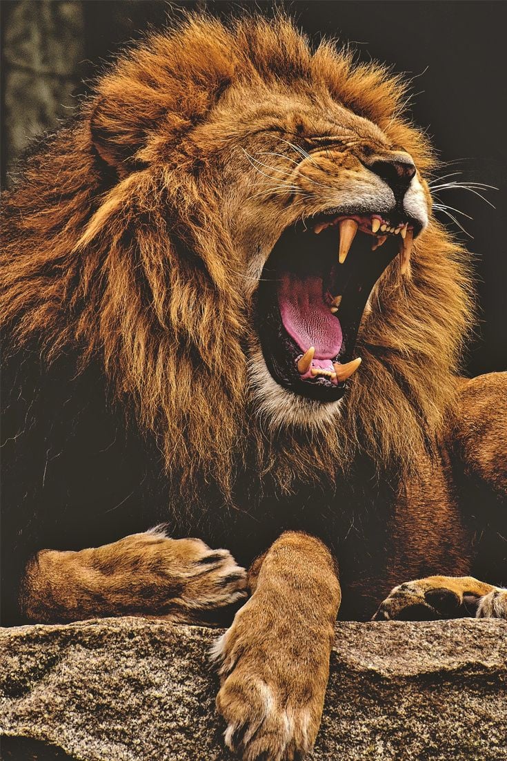 A dangerous lion #lion #wildcat #cuteanimals #TheWorldIsGreat. Lions photo, Lion image, Lion picture