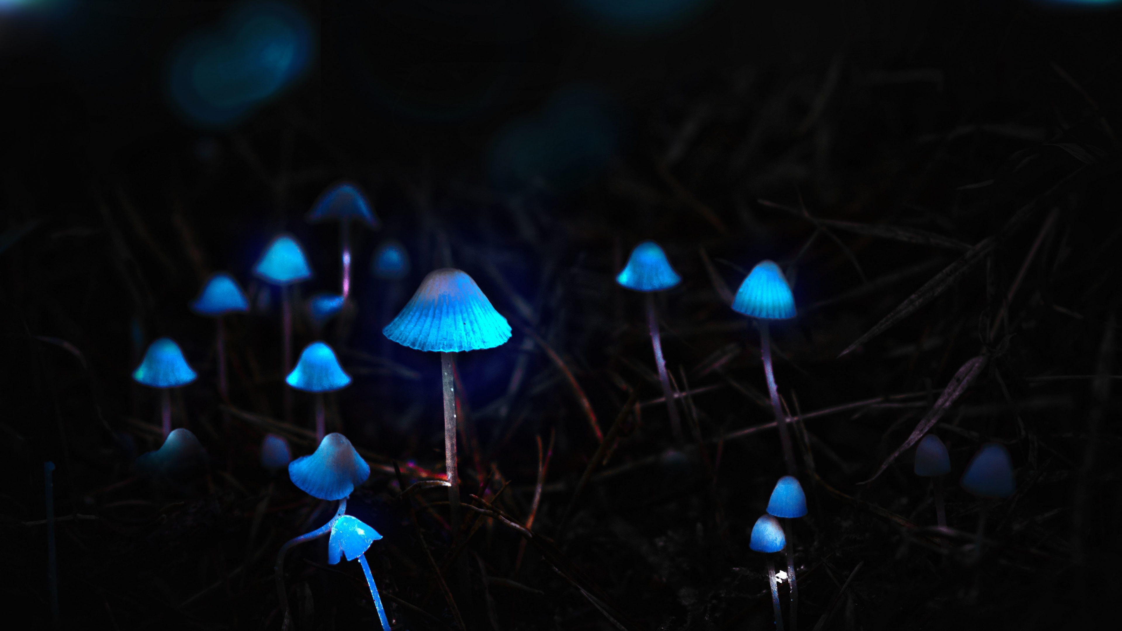 Download 3840x2160 mushrooms, toadstools, portrait, blue glow 4k wallpaper, uhd wallpaper, 16:9 widescreen wallpaper, 3840x2160 HD image, background, 18817