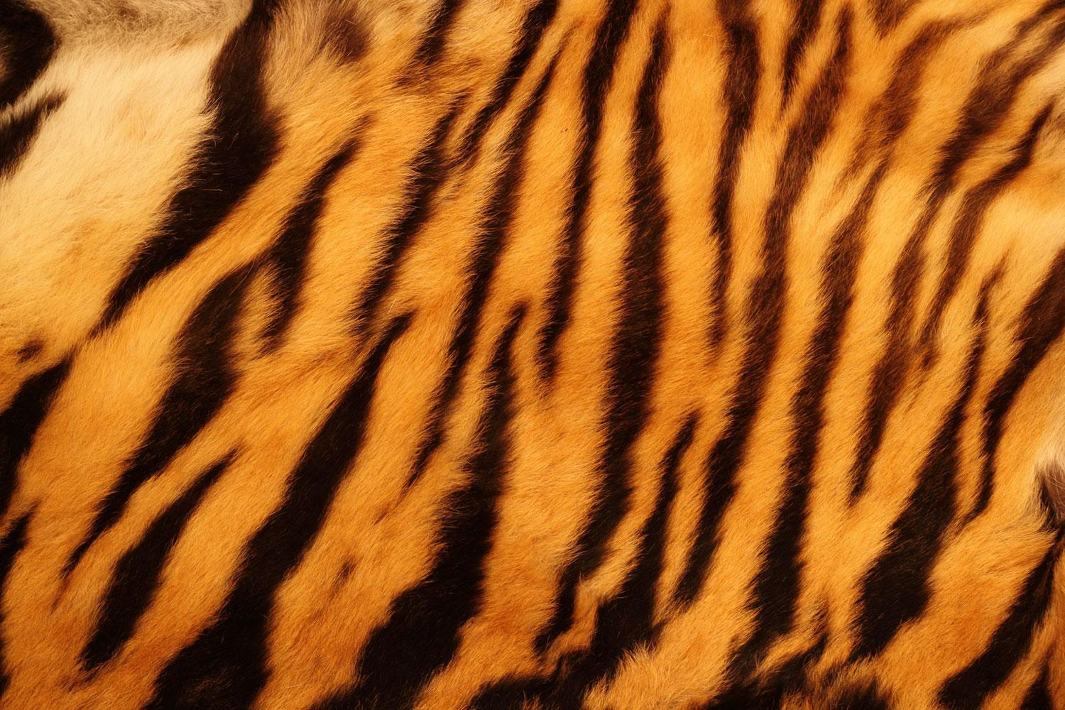 Download Tiger Stripes Wallpaper, HD Background Download