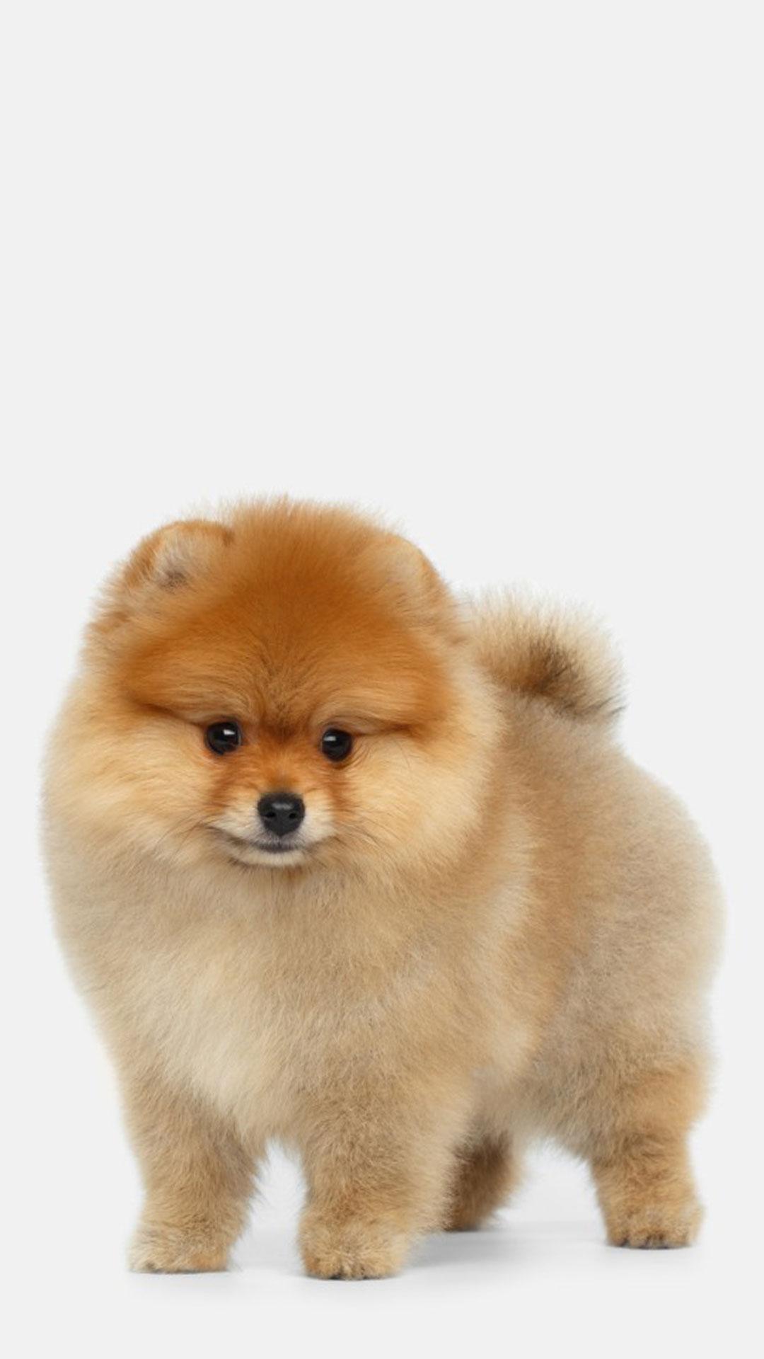 Cute Pomeranian Wallpaper for Android