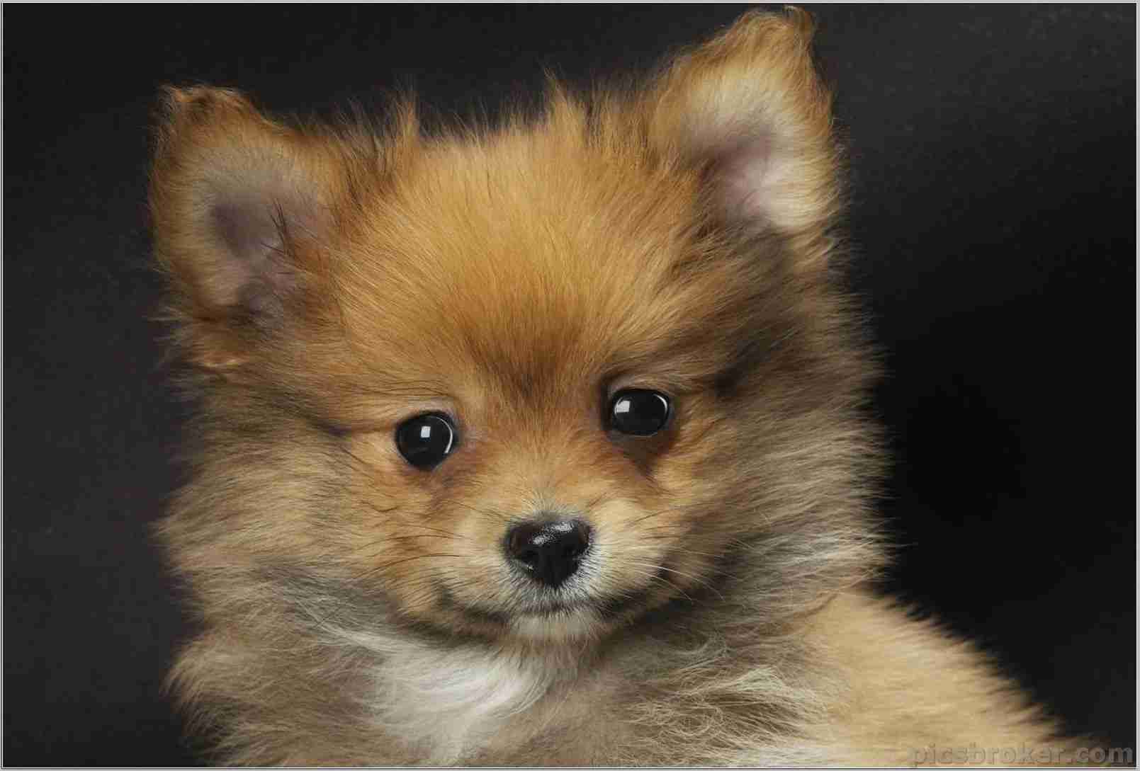 Boo Dog Wallpaper HD Puppies Wallpaper & Background Download
