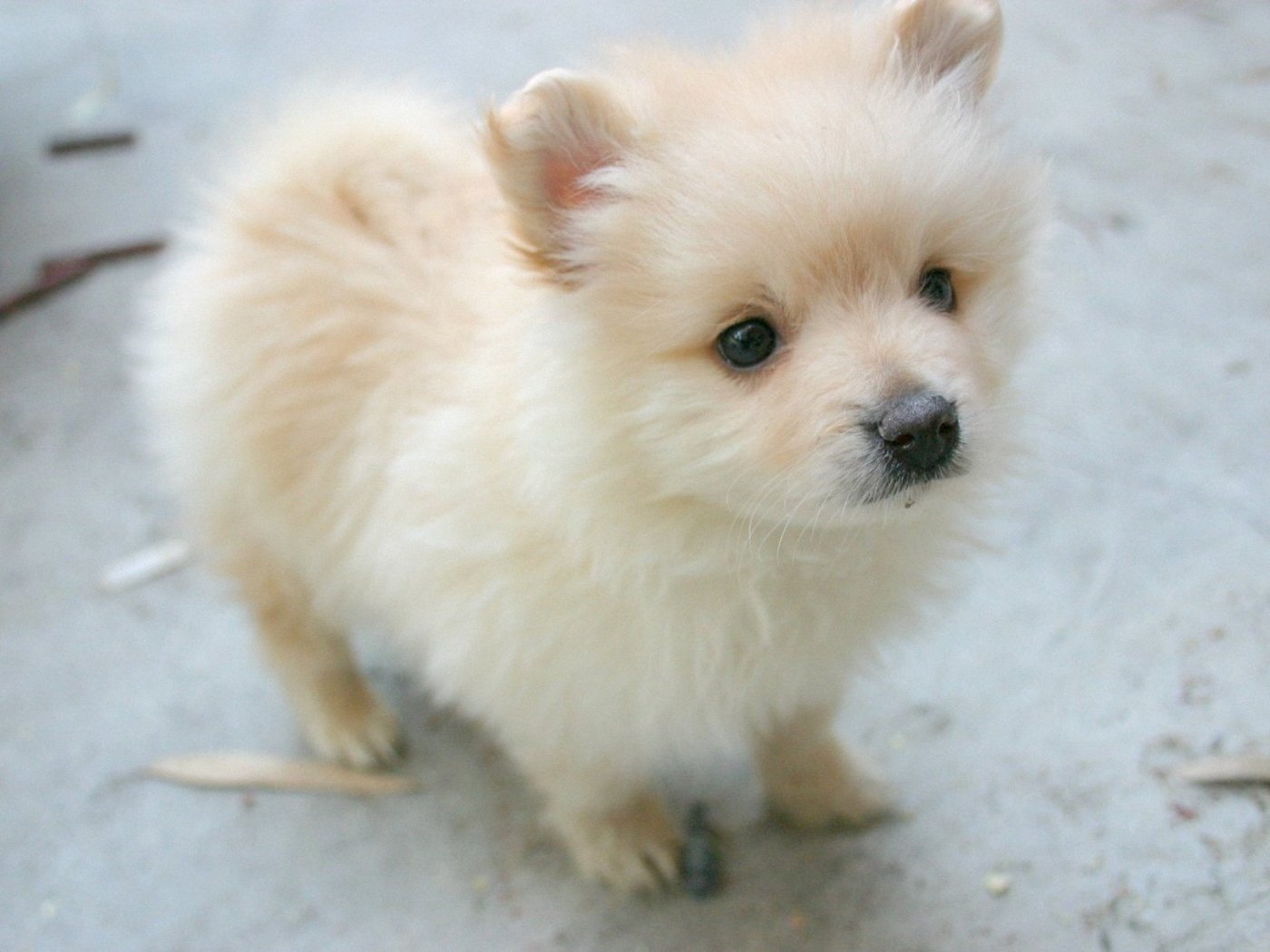 Cute Pomeranian dog photo and wallpaper. Beautiful Cute Pomeranian dog picture