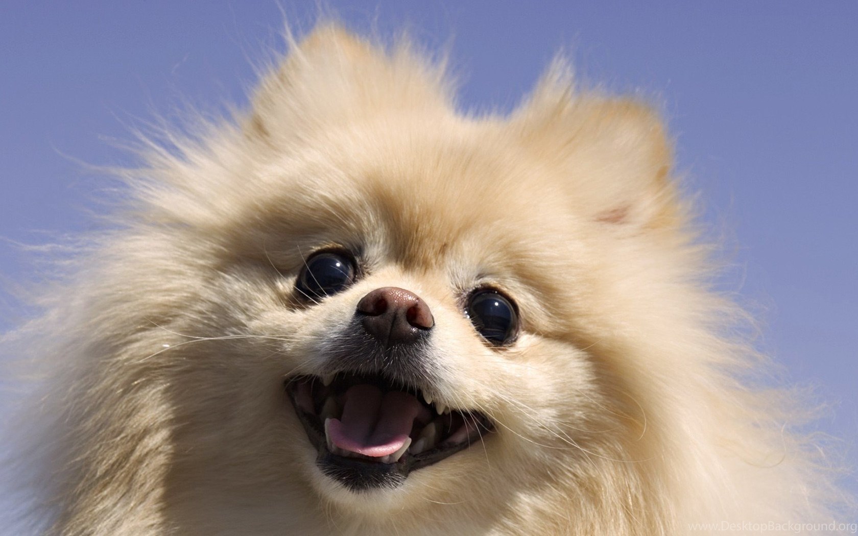 Funny, Dogs, Pomeranian, Wallpaper, Hd, Tuffboyscom, Cute. Desktop Background