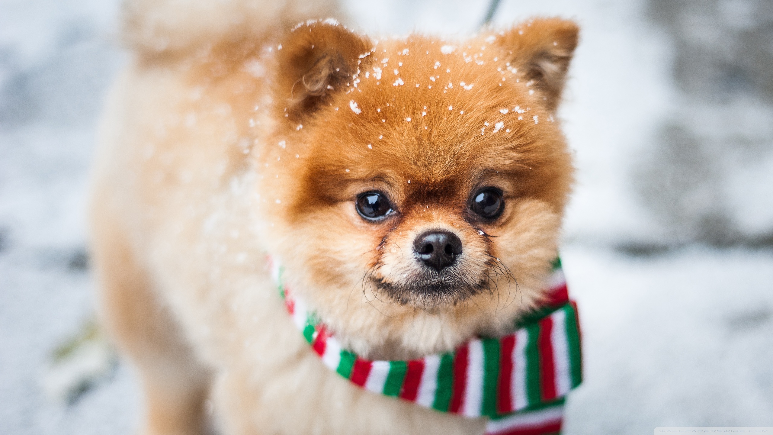 Pomeranian Wallpaper HD HD Wallpaper