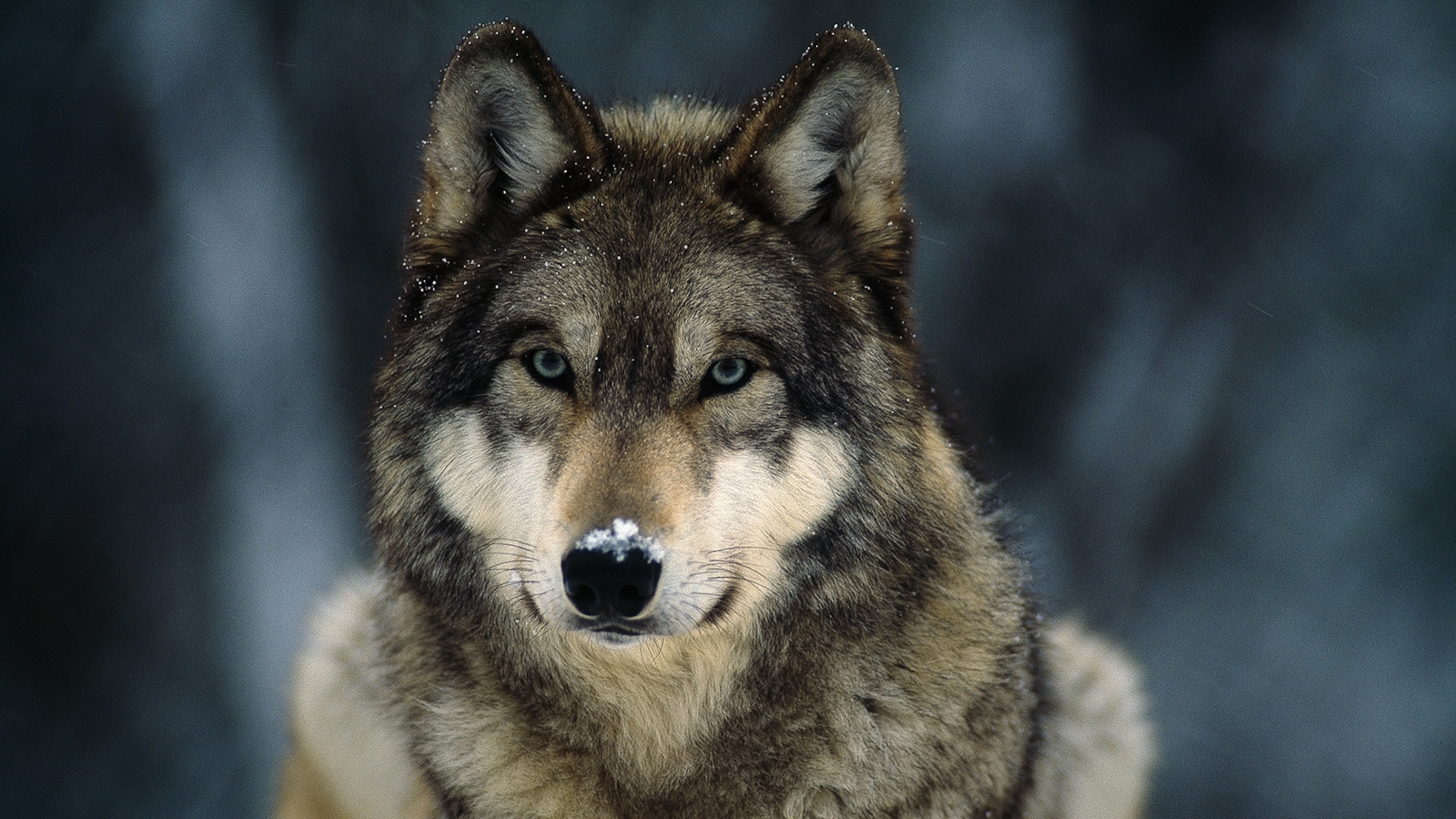 Gray Wolf, Facts