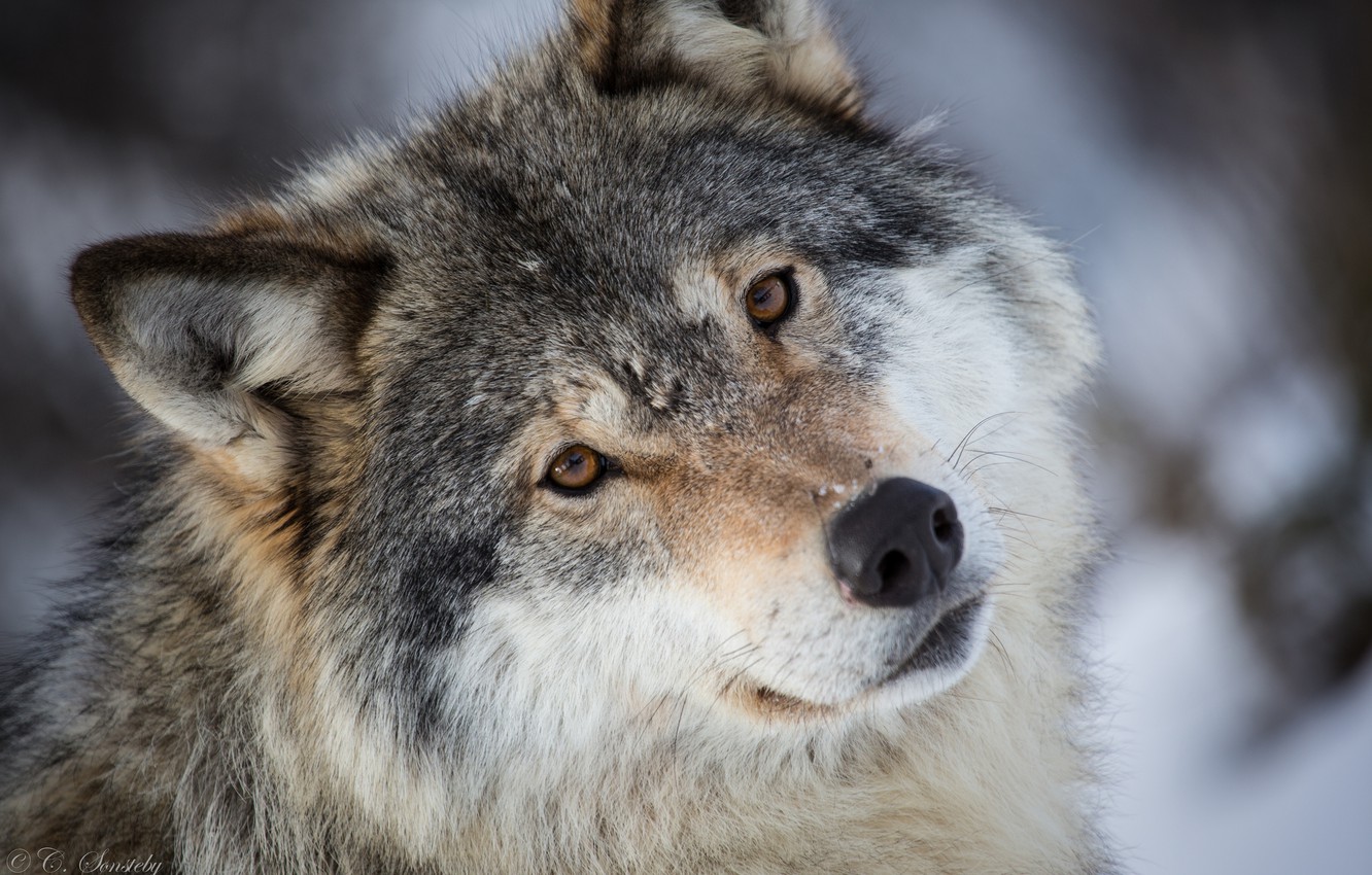 Wallpaper look, face, grey, wolf, portrait, predator image for desktop, section животные