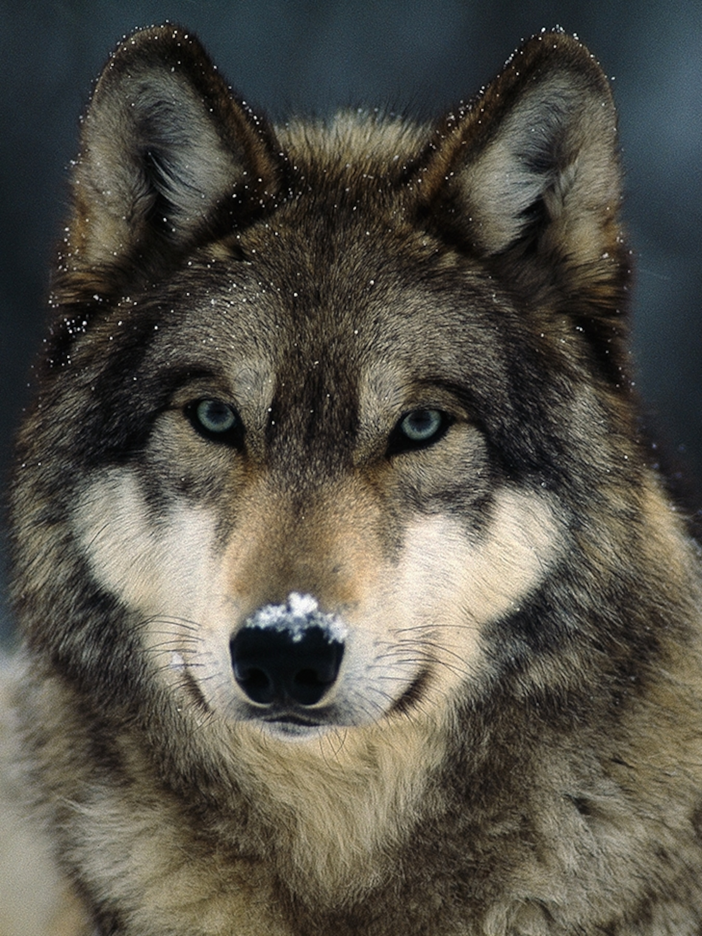 Gray Wolf, Facts