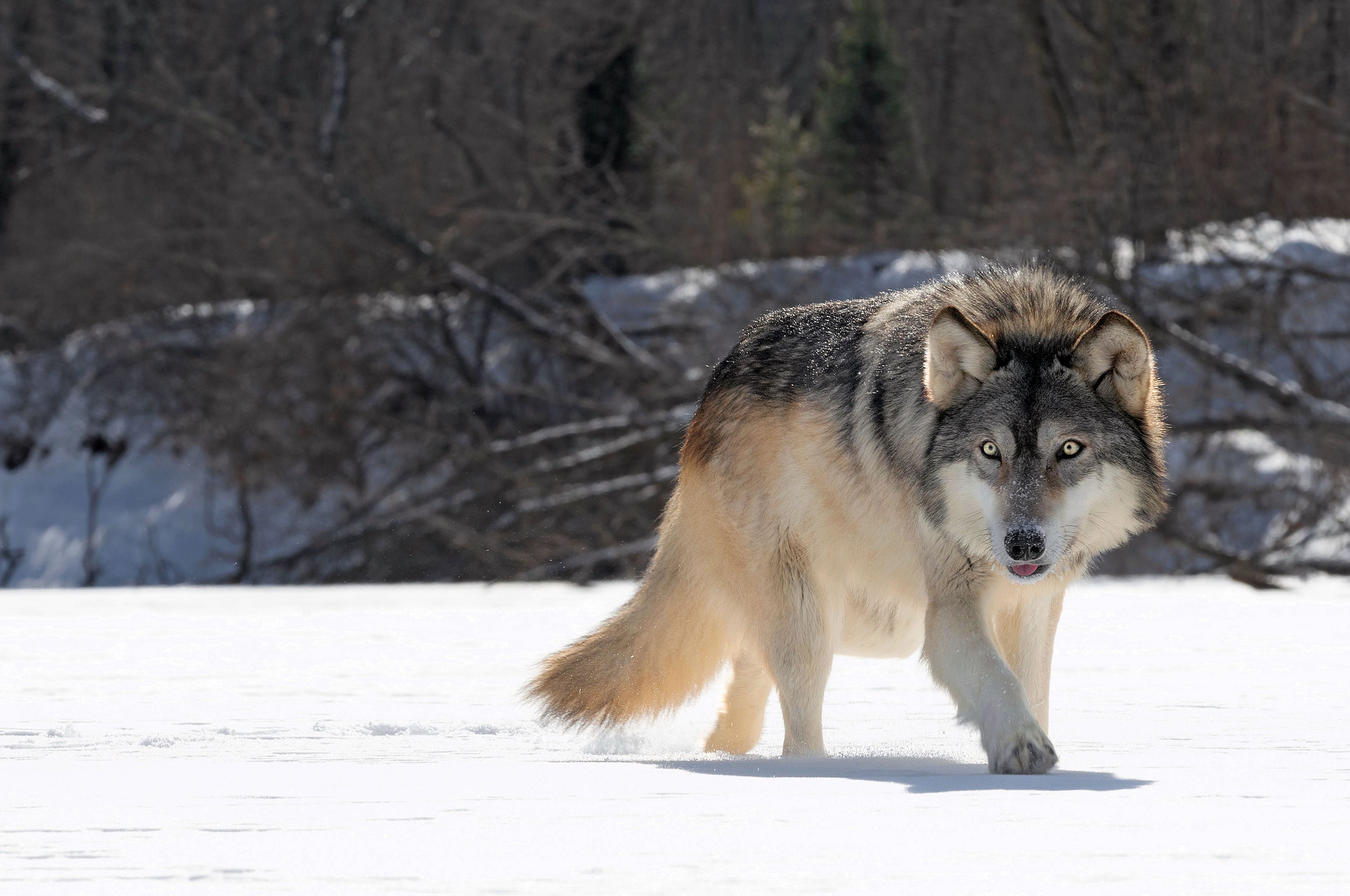 Grey Wolves Wallpapers - Wallpaper Cave