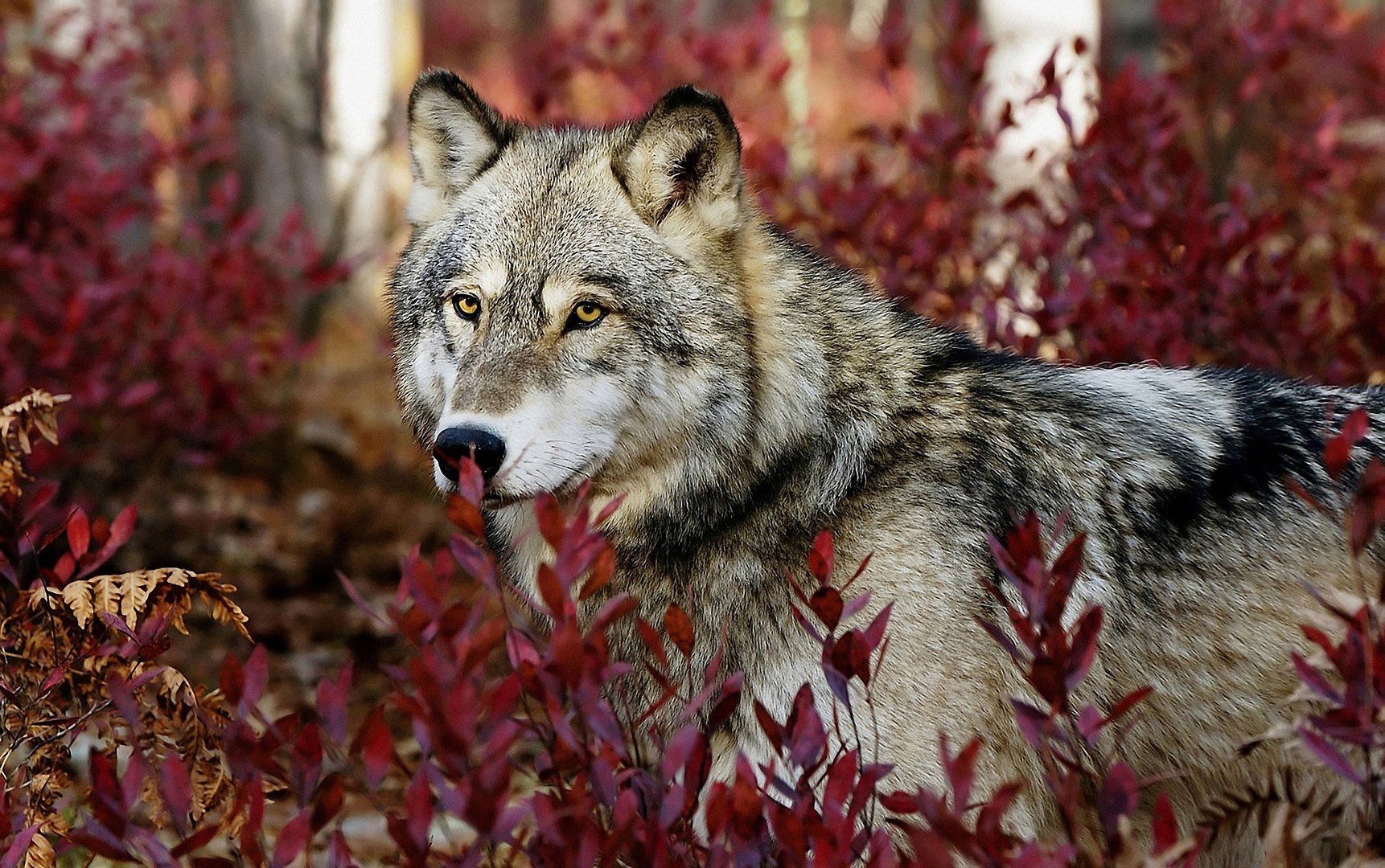 Why Is the Grey Wolf Still Endangered?