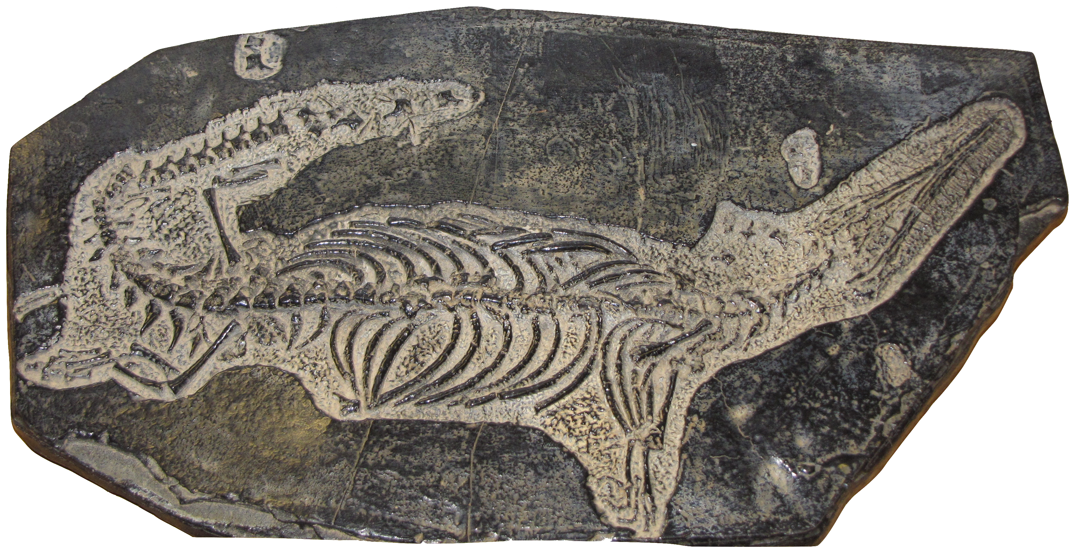 Fossils Wallpaper