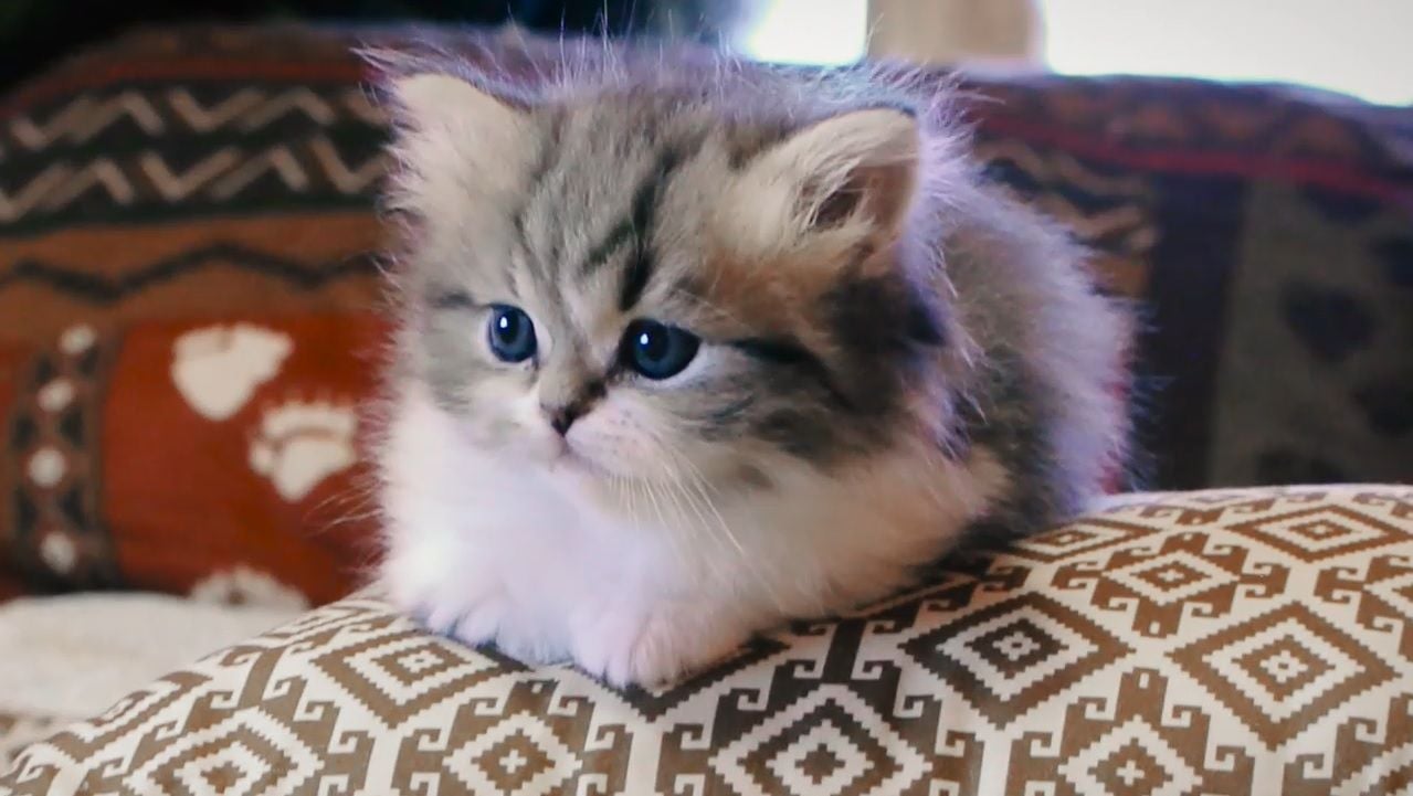 fluffy munchkin kitten wallpaper