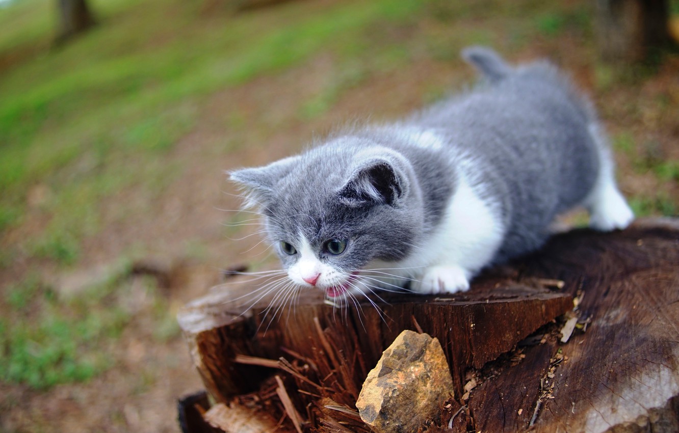 Munchkin Kitten Wallpapers Wallpaper Cave