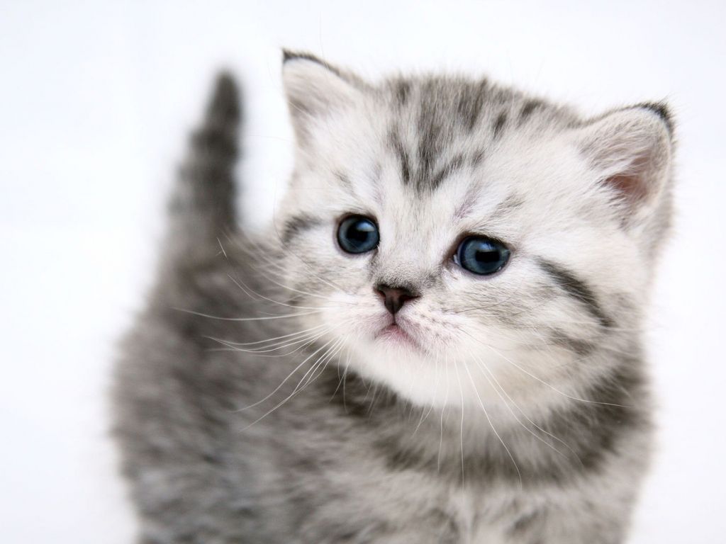 of Kitten 4K wallpaper for your desktop or mobile screen