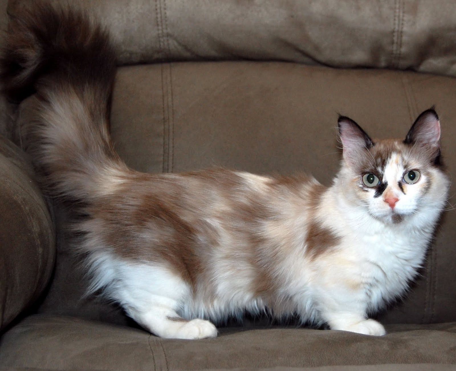 Munchkin Cat Cute and Docile
