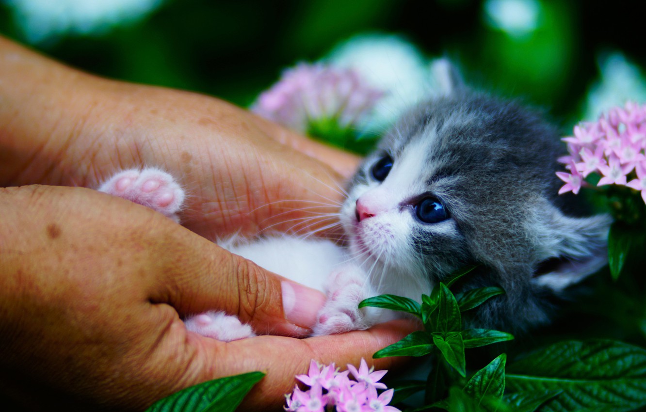 Wallpaper flowers, hands, baby, muzzle, kitty, baby, Munchkin image for desktop, section кошки