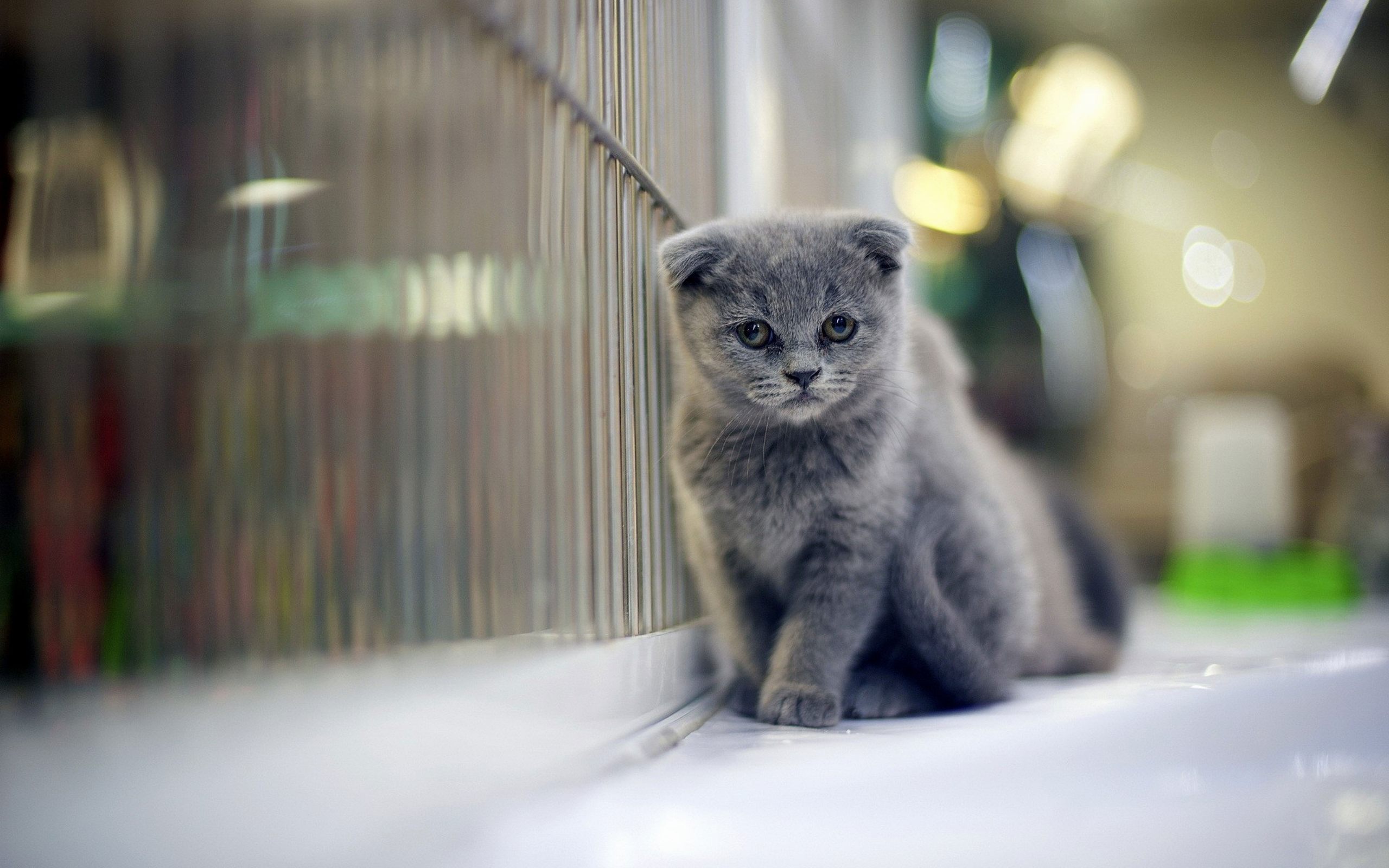 Scottish Fold Kitten Wallpaper, HD Scottish Fold Kitten Background on WallpaperBat