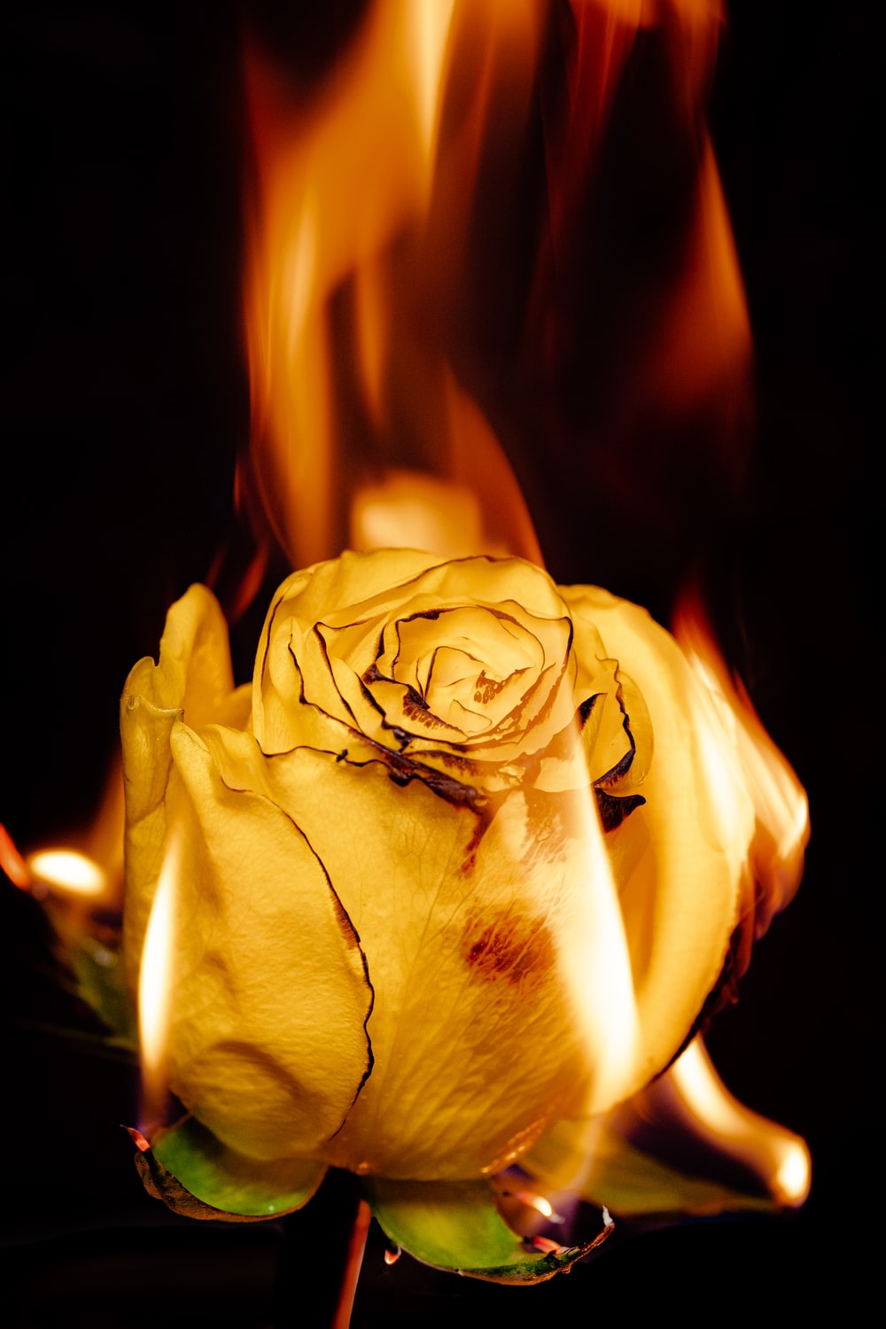 Burning Flower Picture. Download Free Image