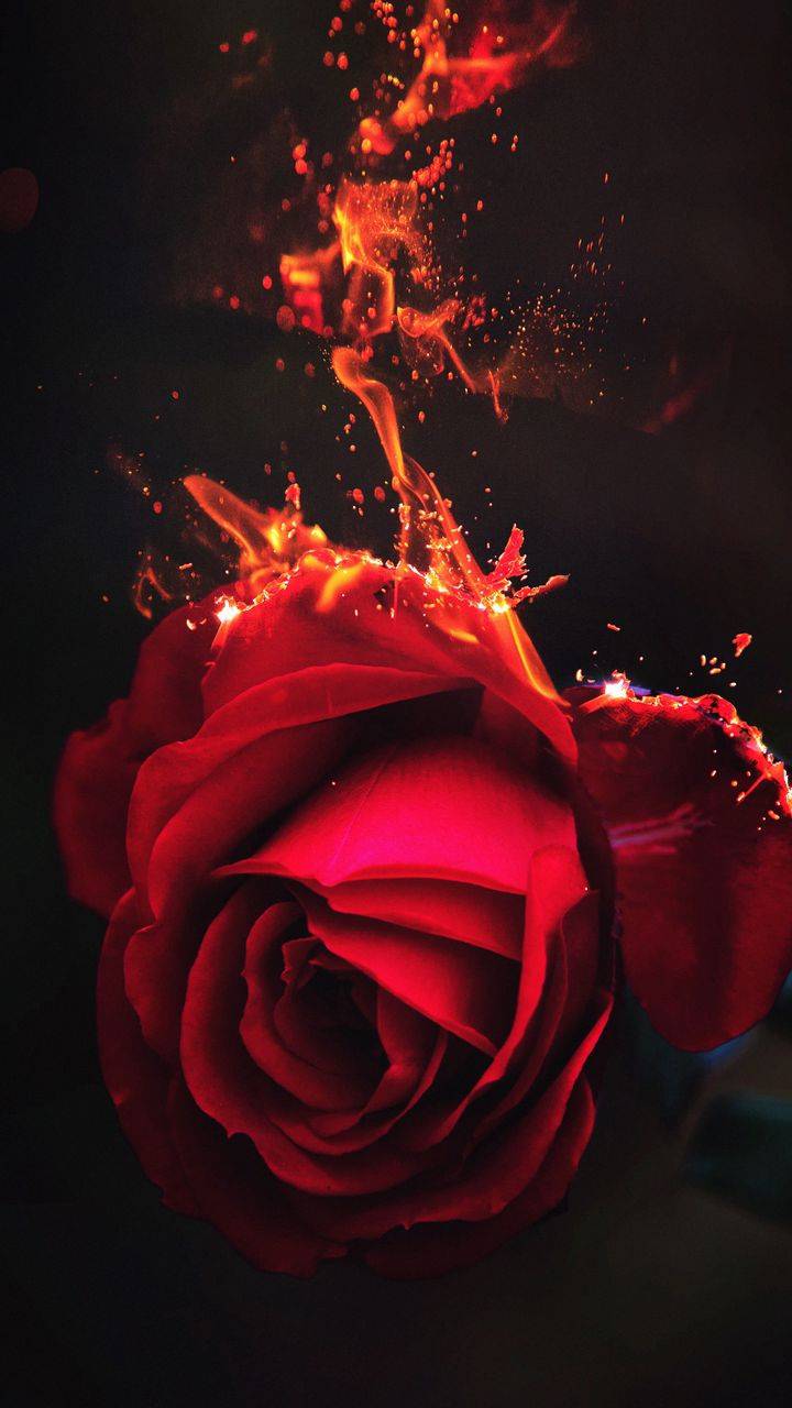 Burning Rose Flower iPhone X Wallpaper