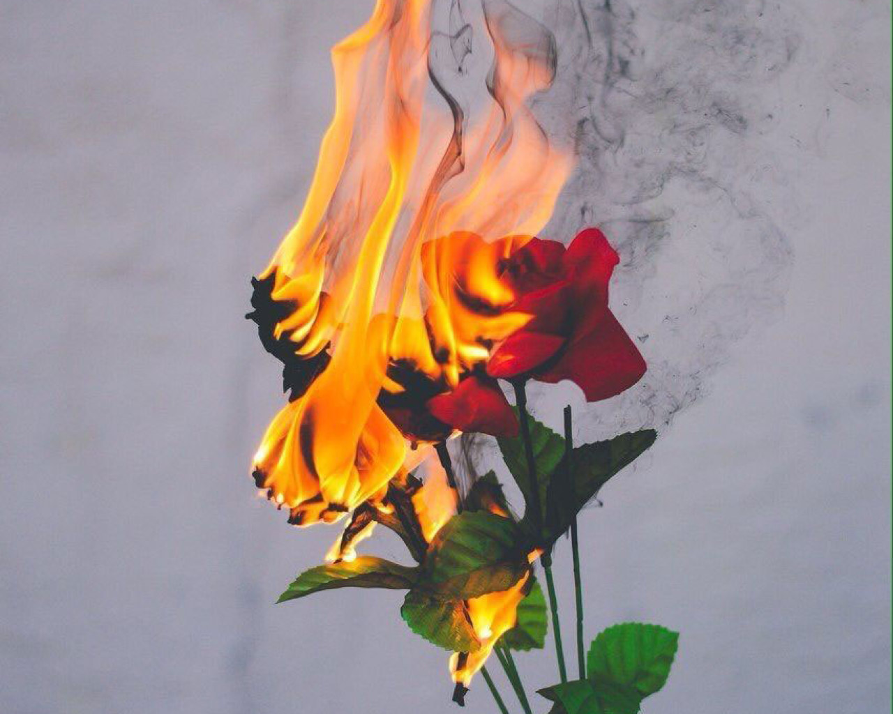 Aesthetic Burn Flower Wallpaper • Wallpaper For You