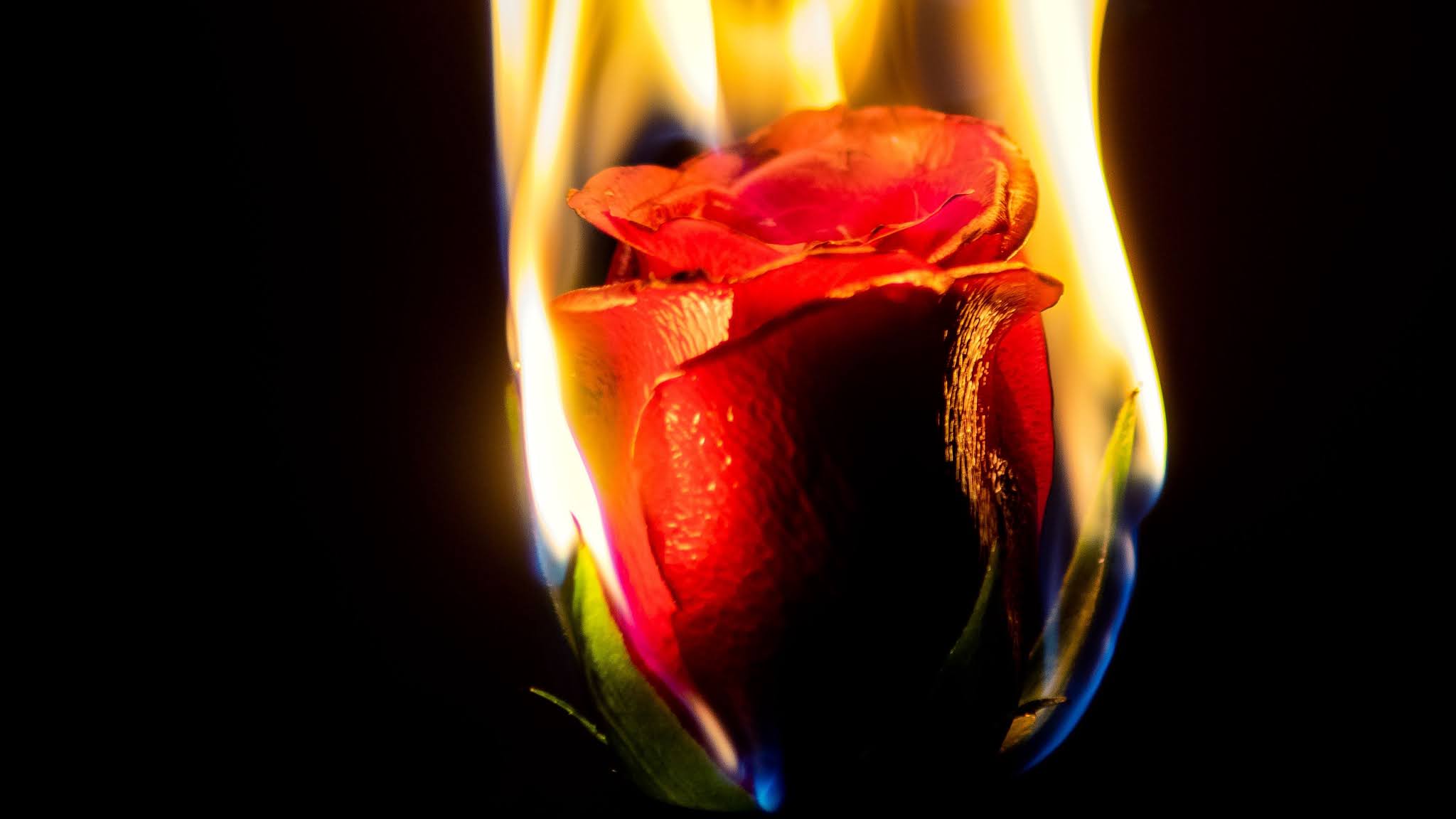 Burning Red Rose Flower 4k Wallpaper
