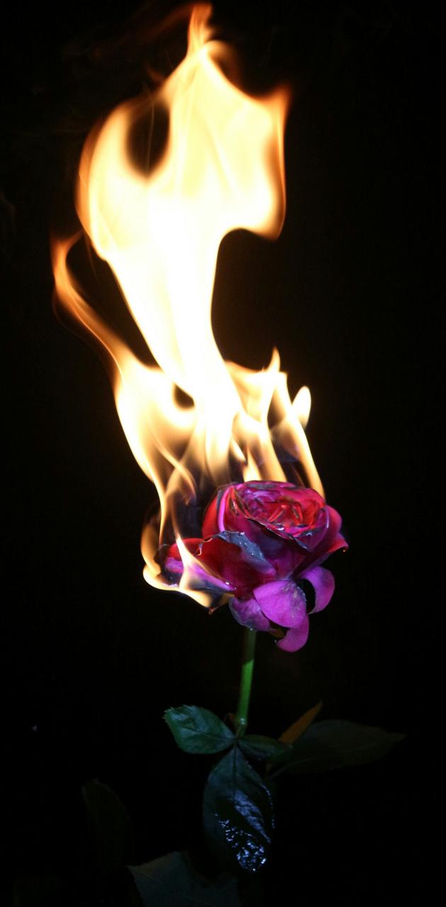 Burning rose HD wallpapers | Pxfuel