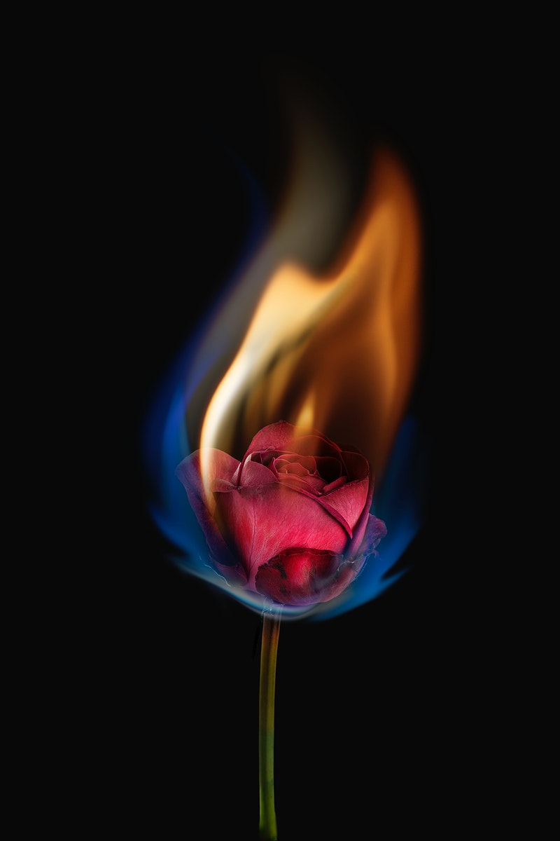 Aesthetic burning rose flower, realistic
