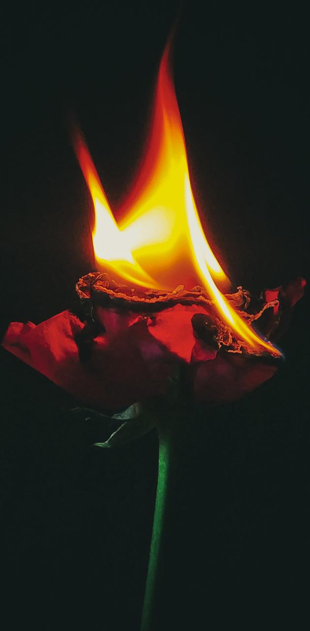 Burning Rose wallpaper