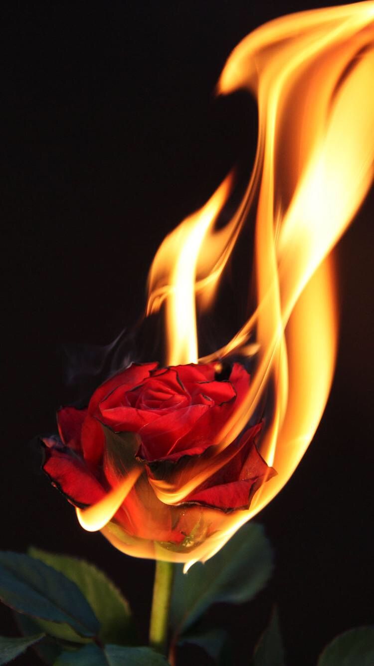 Photo and Art. Rose on fire, Flowers photography, Fire photography