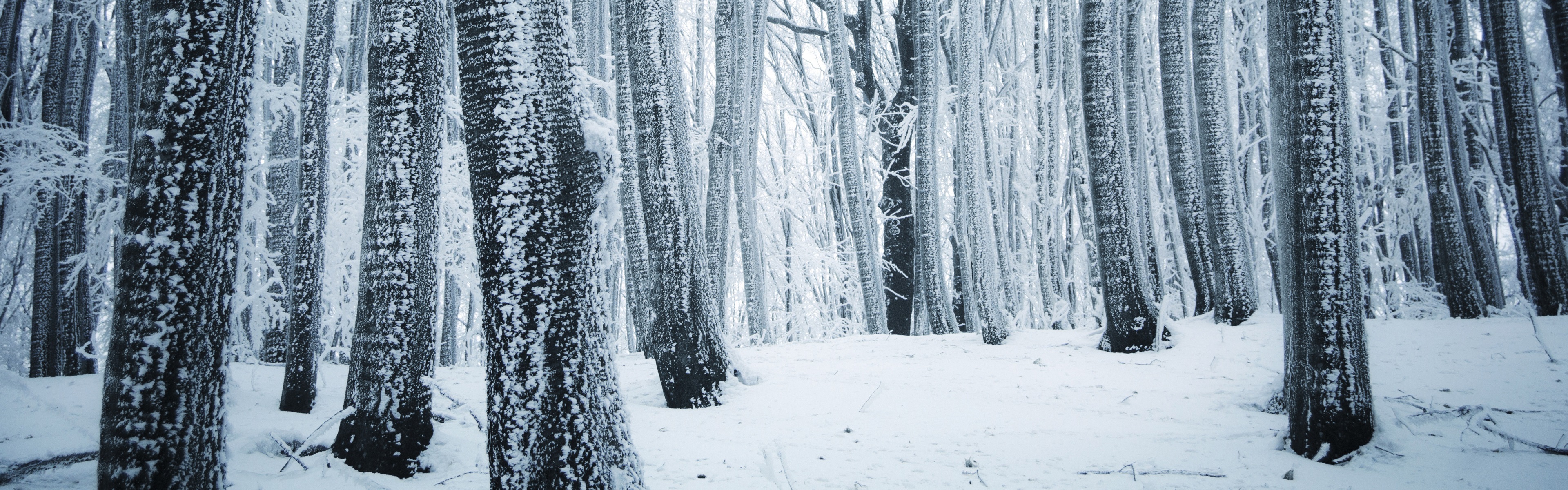 Wallpaper Winter, forest, trees, white snow 3840x2160 UHD 4K Picture, Image