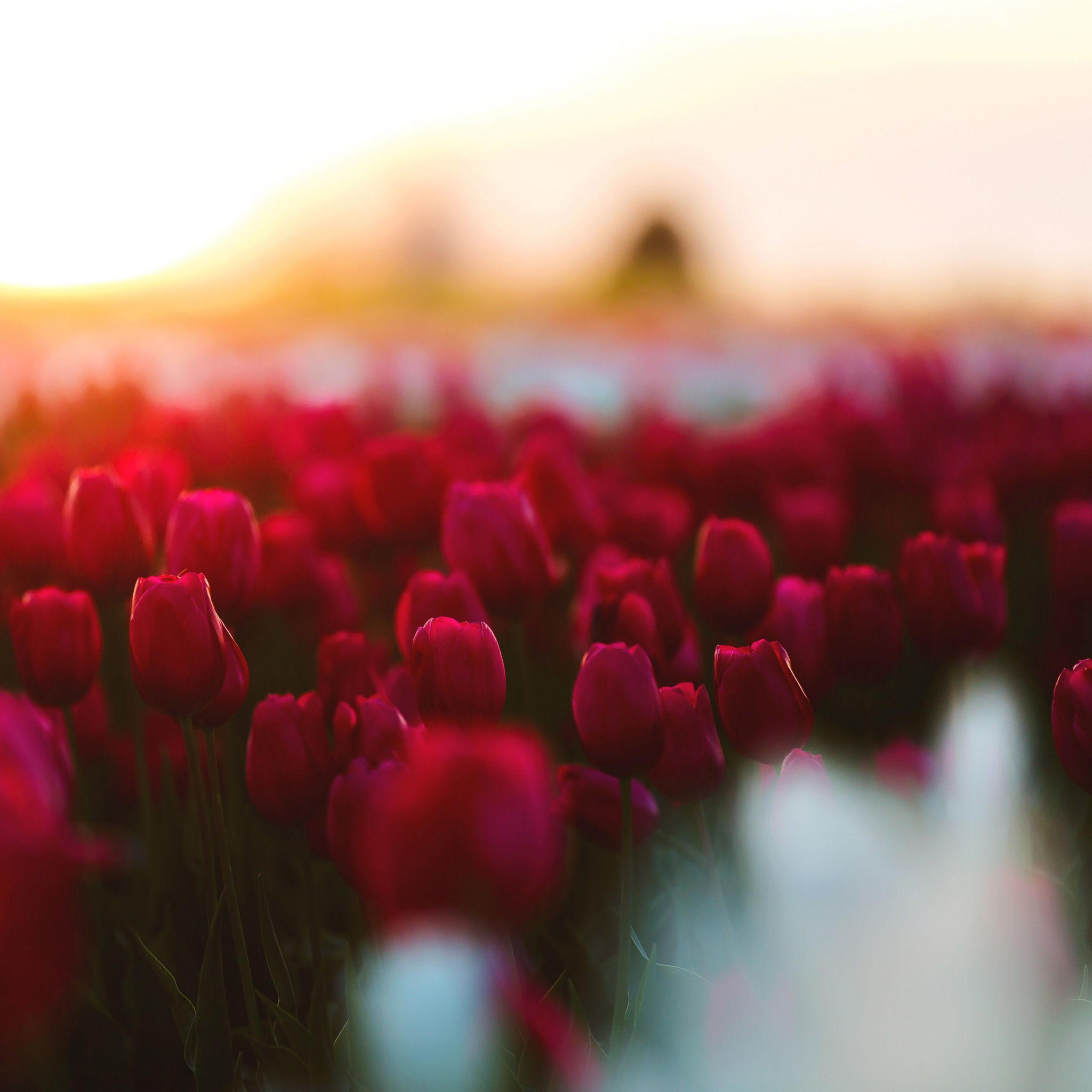 Wallpaper 4k Tulips Garden 4K Wallpaper