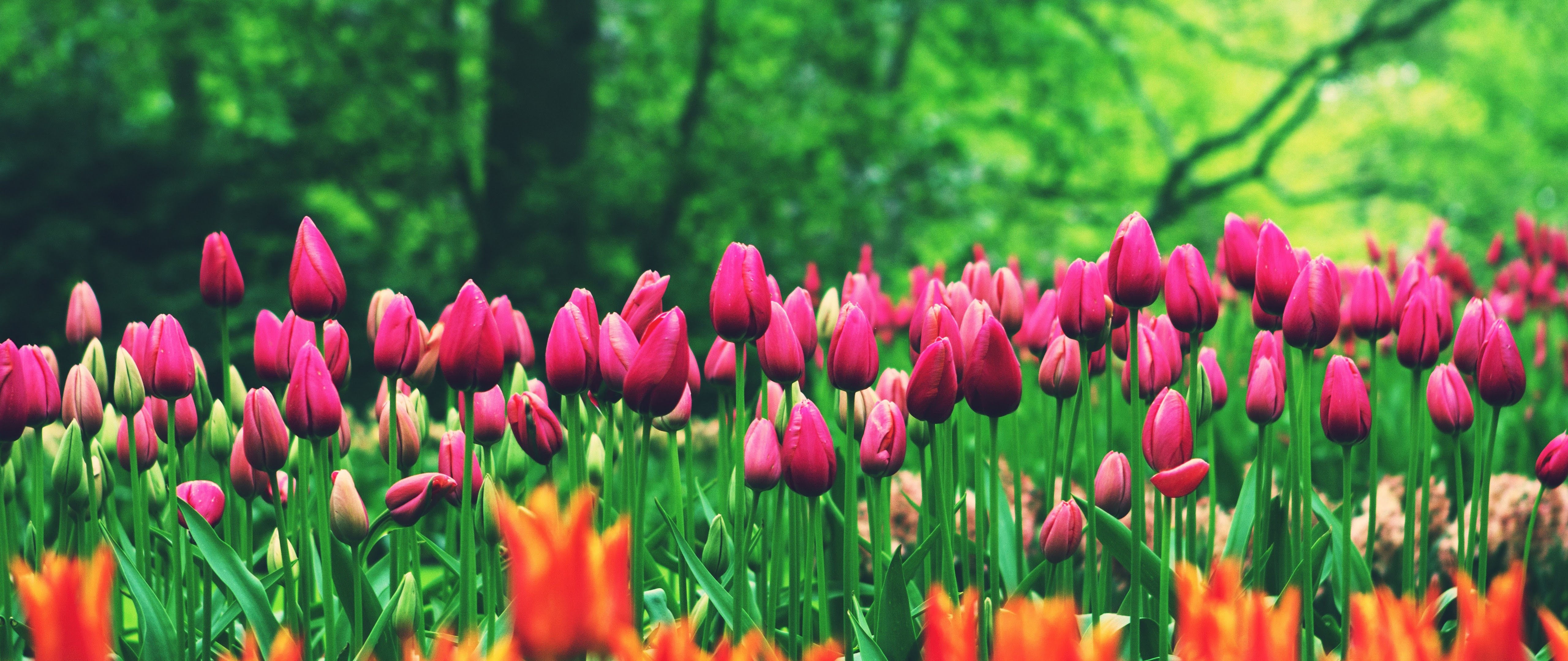 Flower Field Tulips 8K Wallpaper