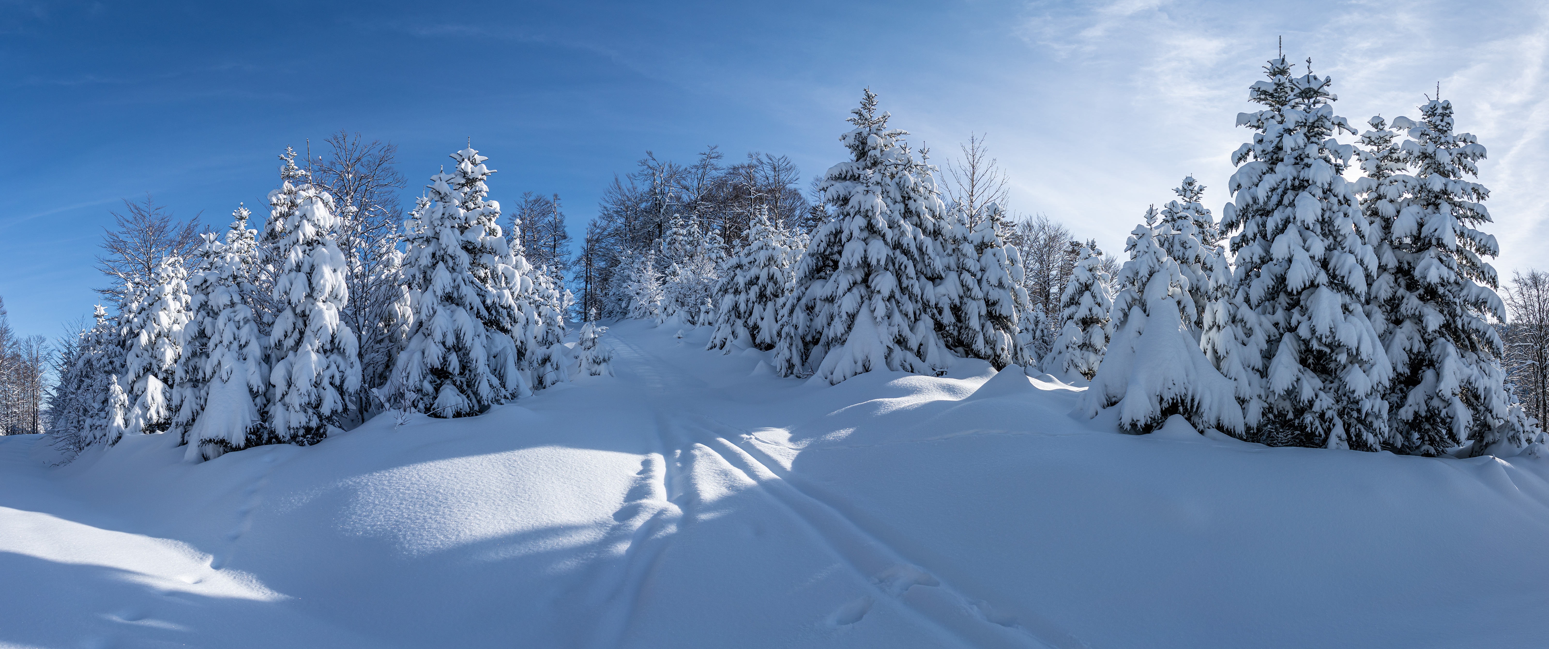 Photos Panorama Winter Spruce Nature Snow 6400x2684