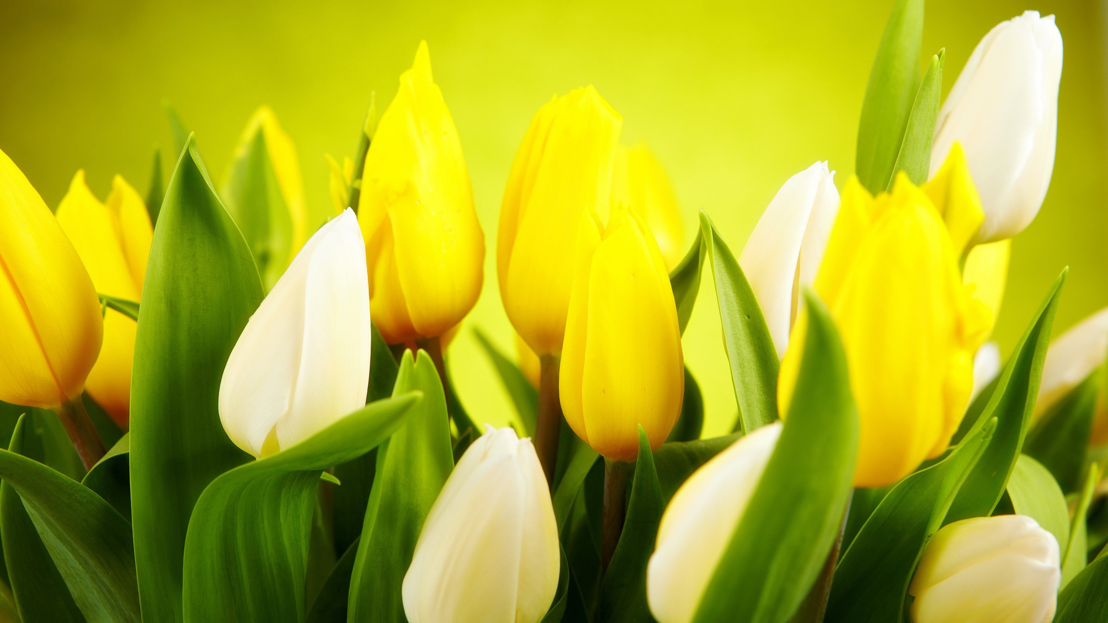 Wallpaper Tulip, 4k, HD wallpaper, spring, flower, yellow, Nature