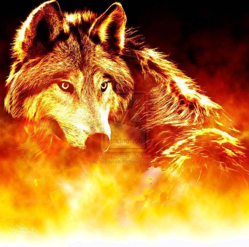 Cool Fire Wolf red fire wolf HD wallpaper  Pxfuel