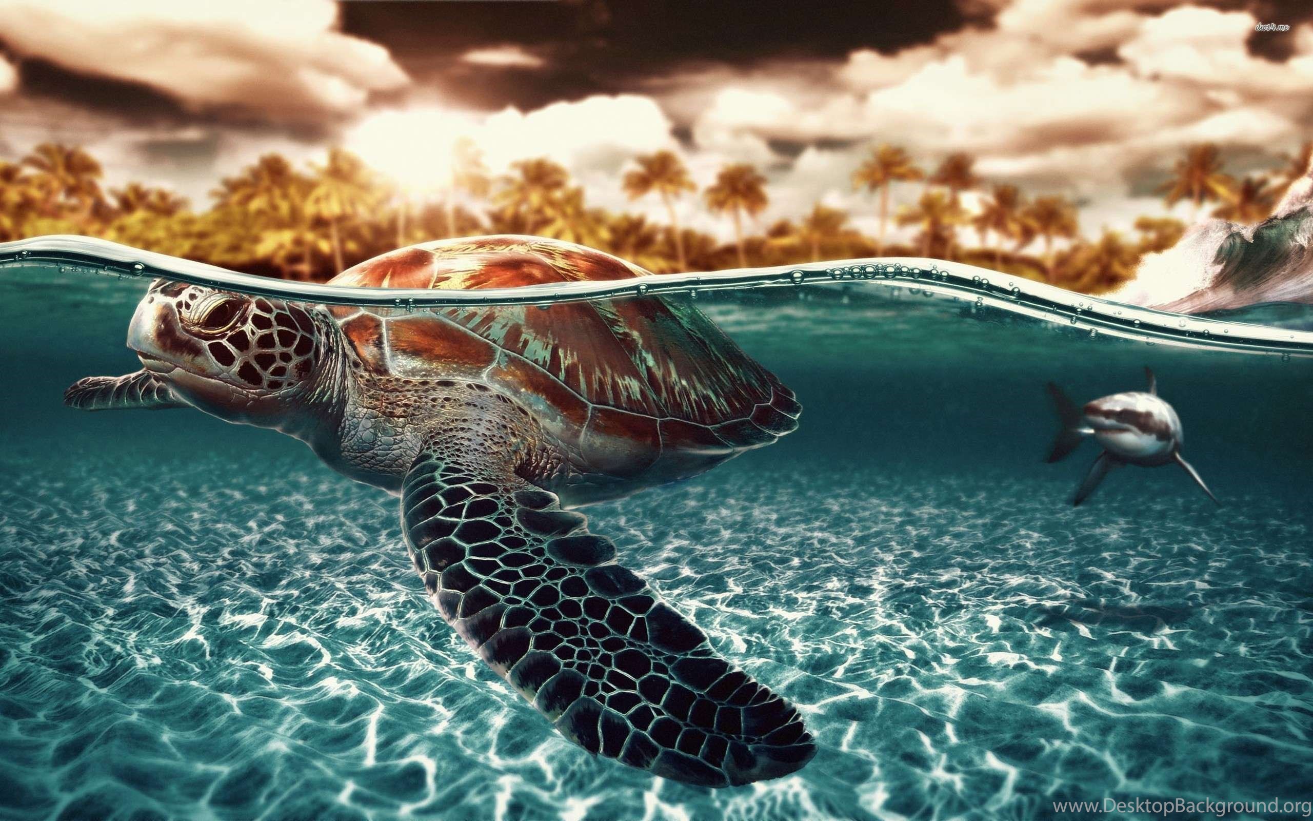 Sea Turtle PC Wallpapers - Wallpaper Cave