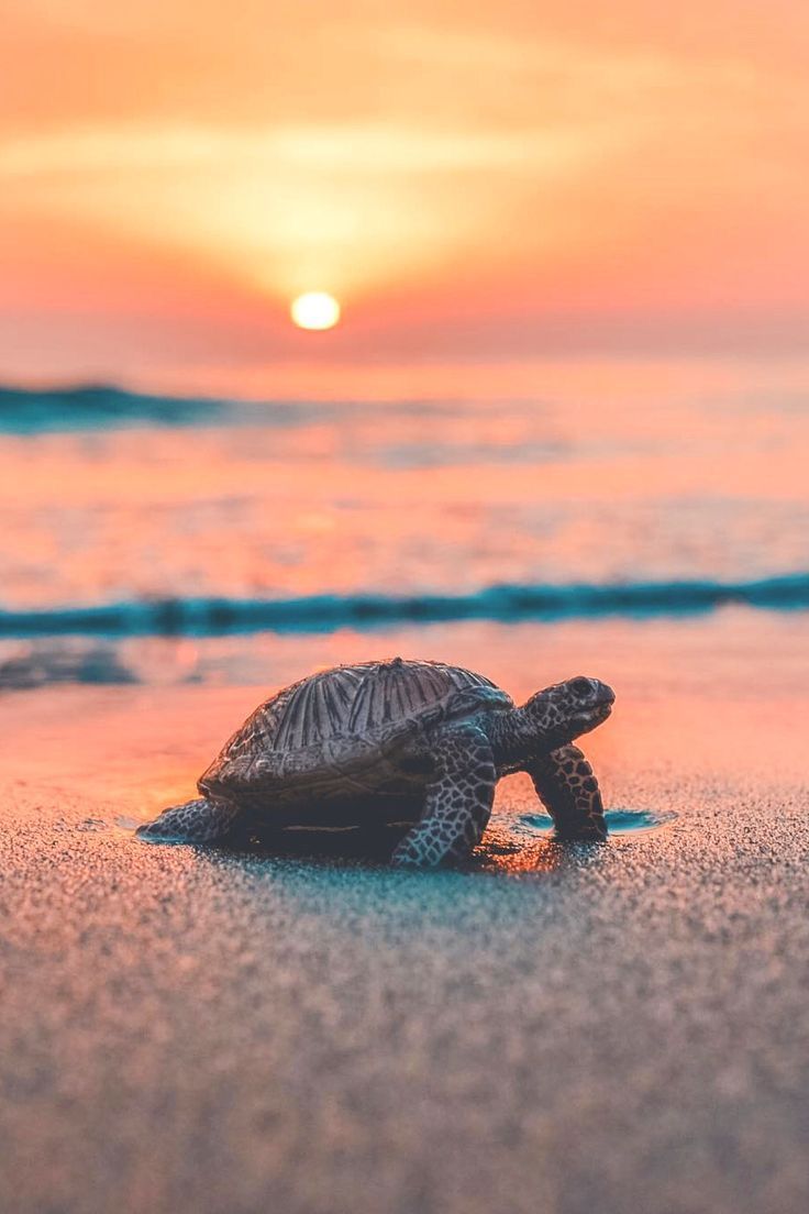 Aesthetic. Cute animal photo, Underwater animals, Turtle wallpaper