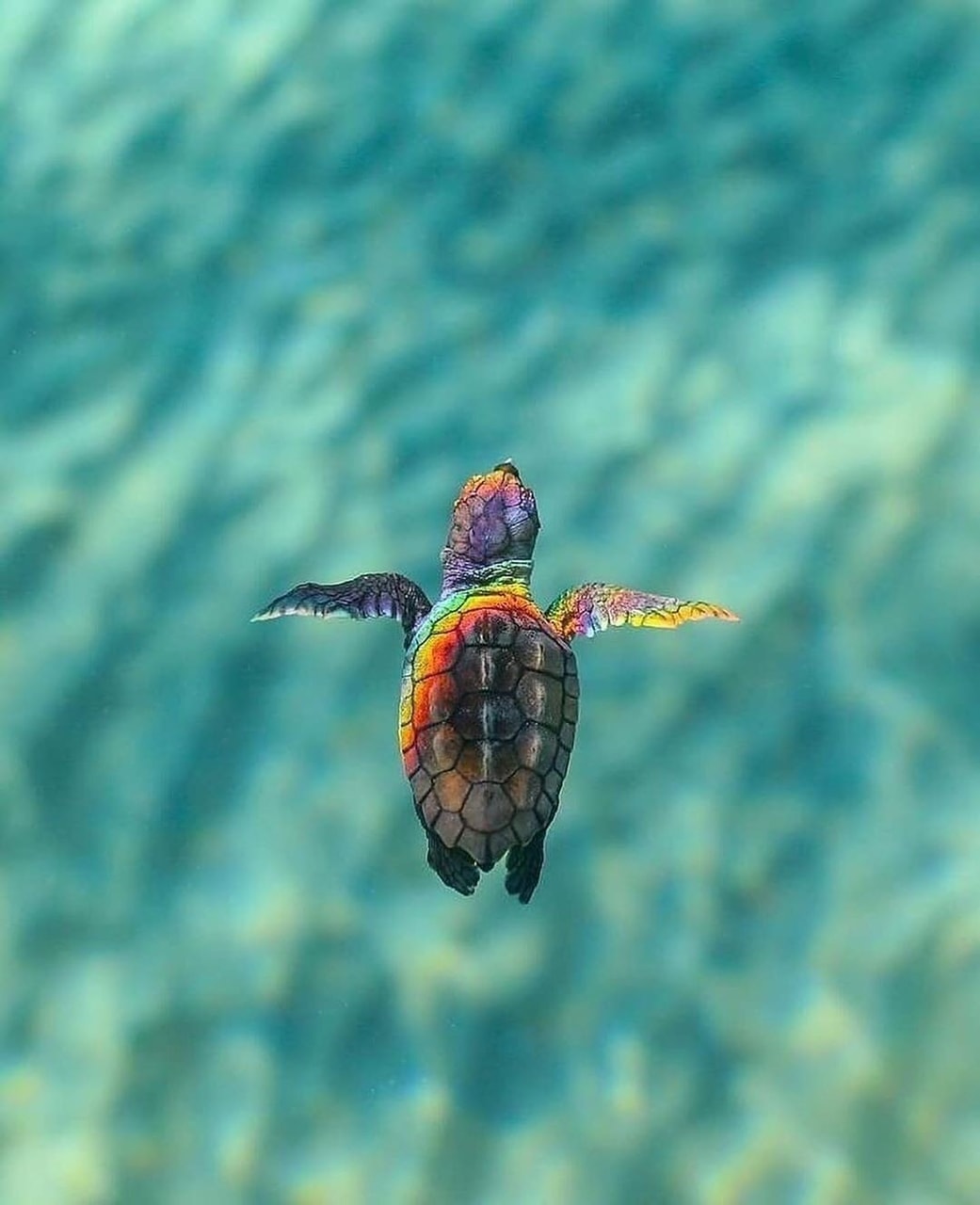 Magical sea turtles