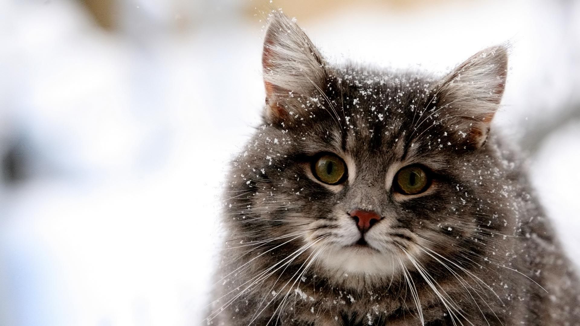 Cute Cat Winter Snow. American bobtail cat, Beautiful cats, Cats