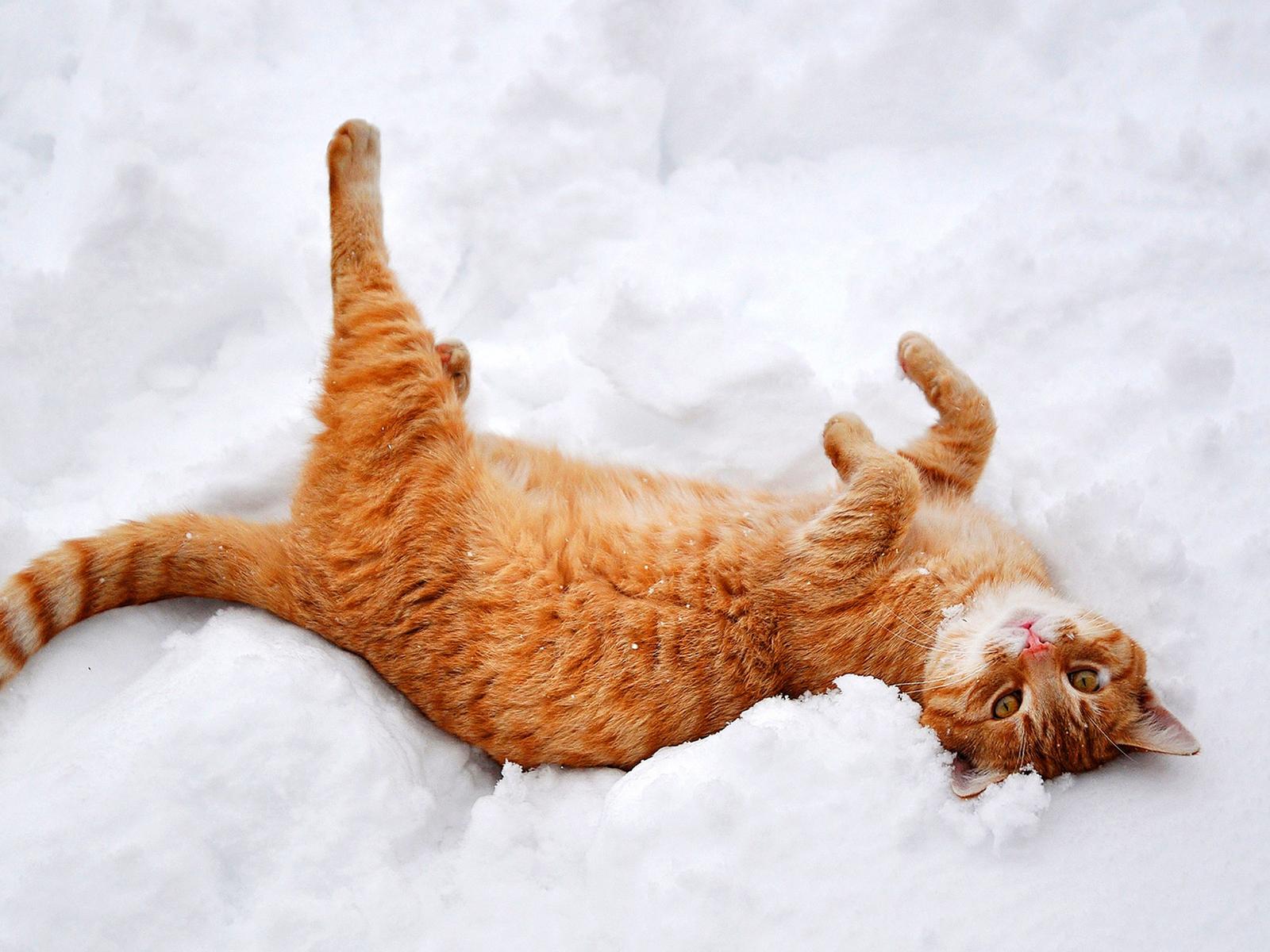 Rusty cat play in the white and cold snow