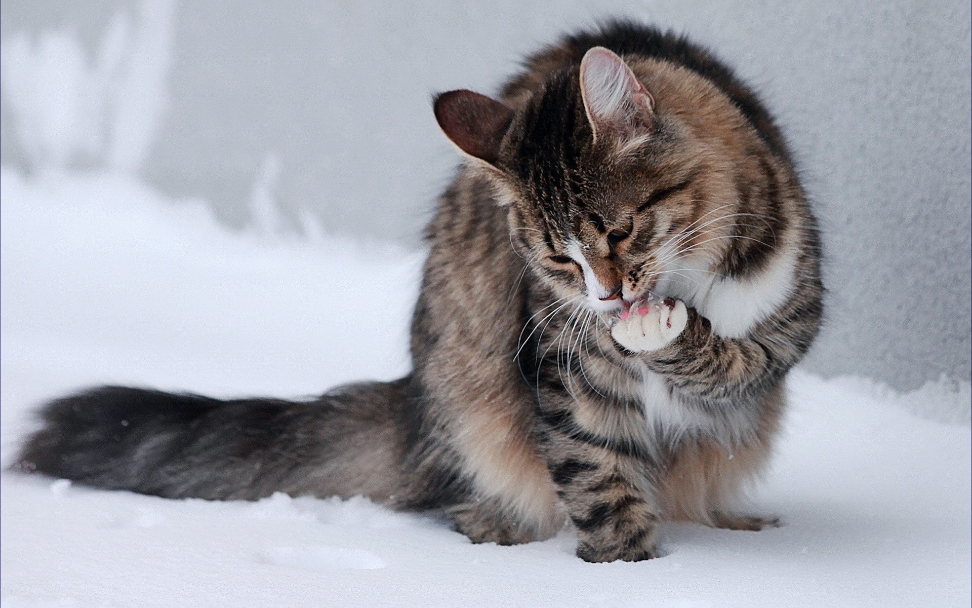 Cats in Winter Wallpaper