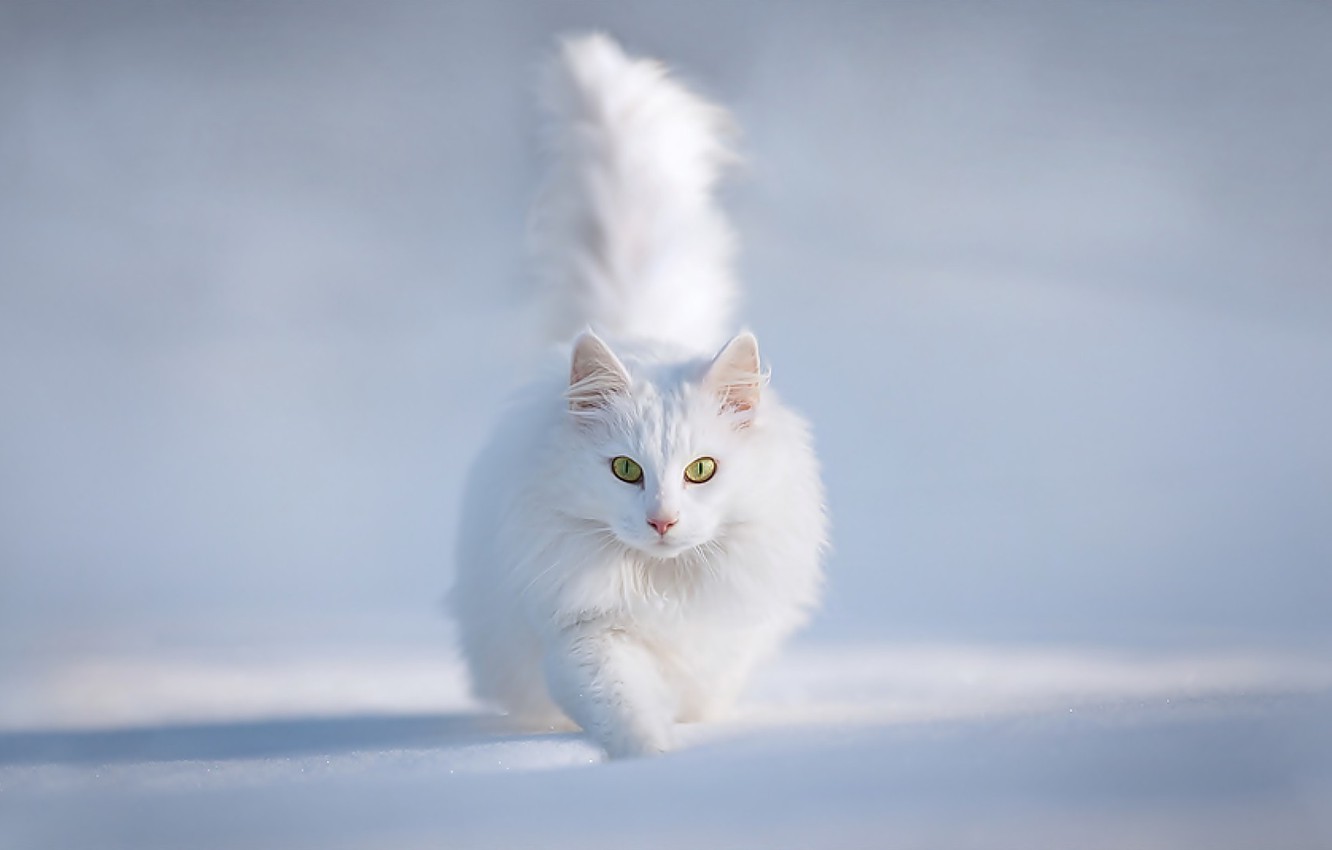 Wallpaper winter, cat, snow image for desktop, section животные