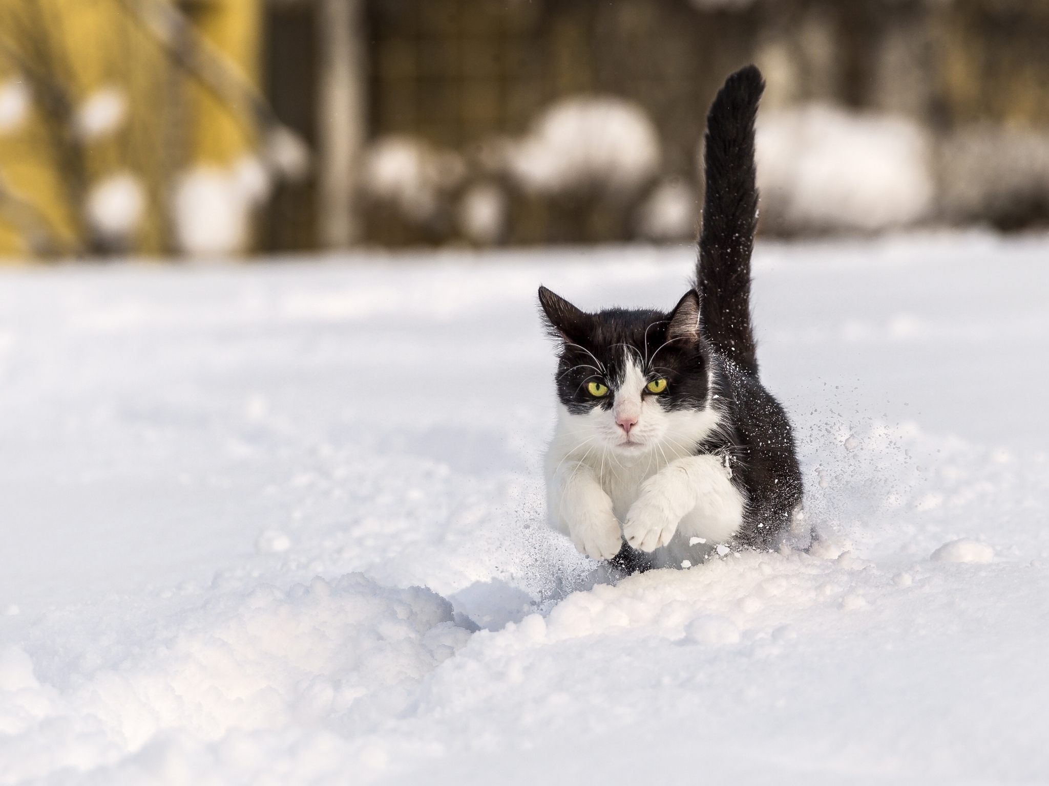 Download wallpaper 2048x1536 cat, winter, snow, jump HD background