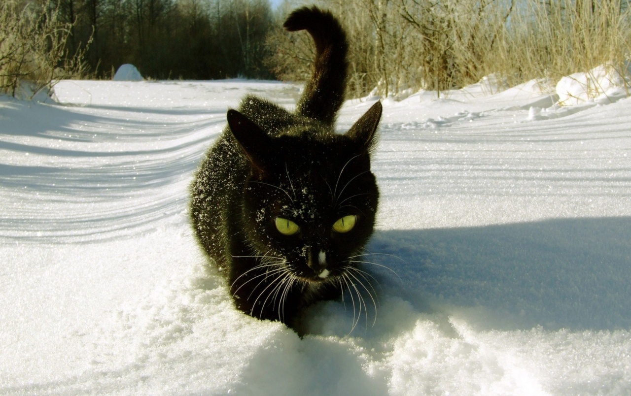 Cute Cat Wallpaers Cat In The Snow Wallpaper & Background Download