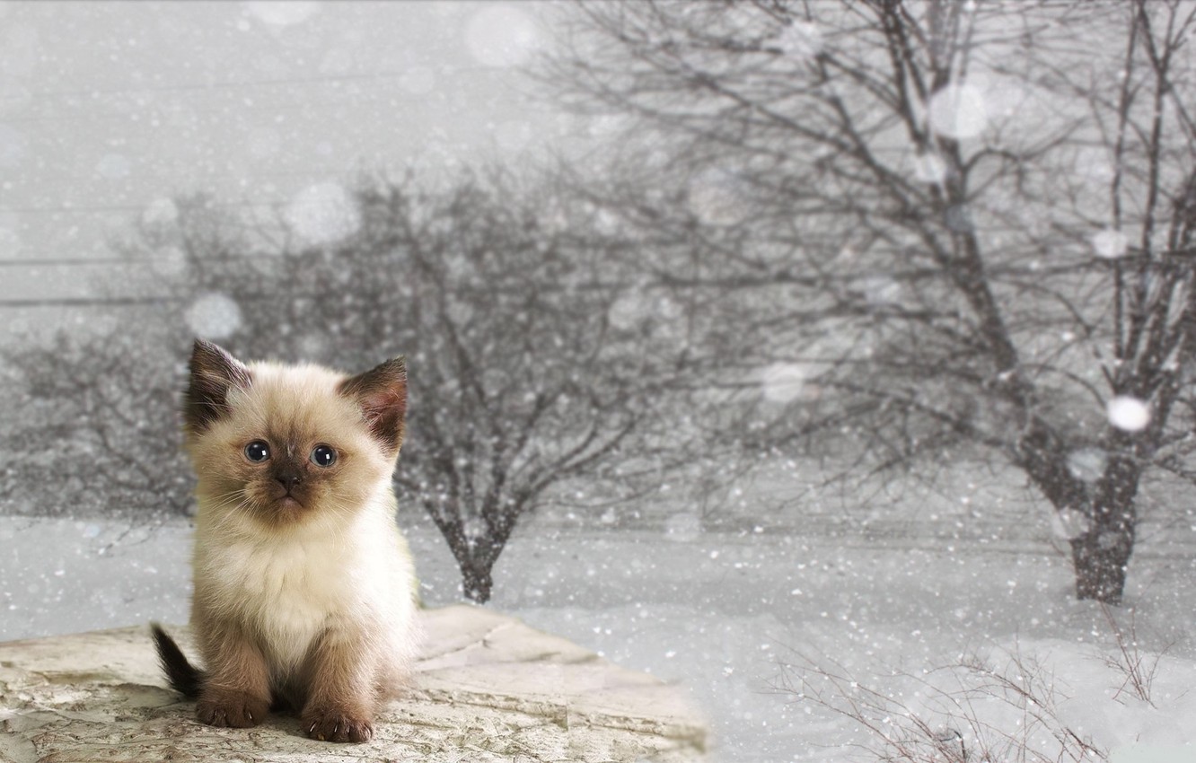 Wallpaper winter, cat, kitty image for desktop, section кошки