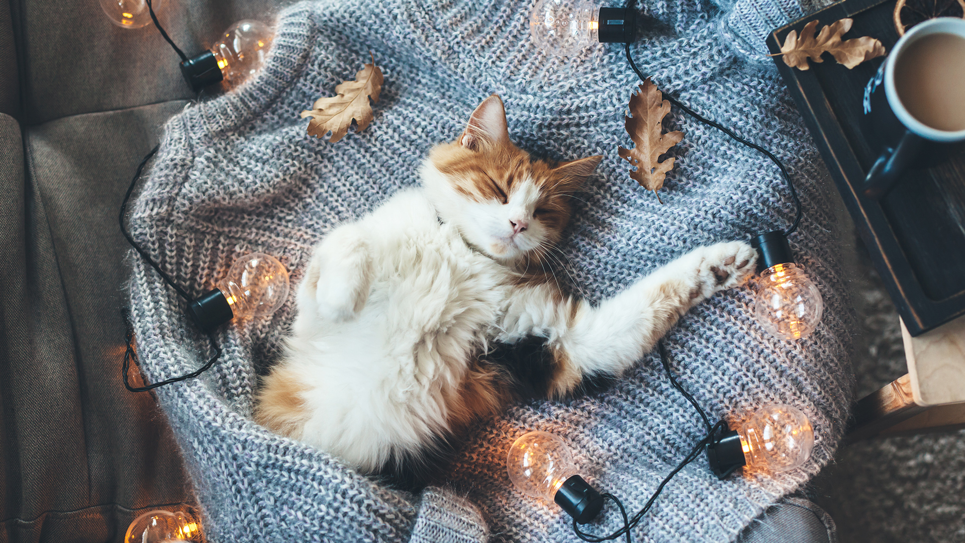 Winter Wallpaper. FREE Downloads! Web Design