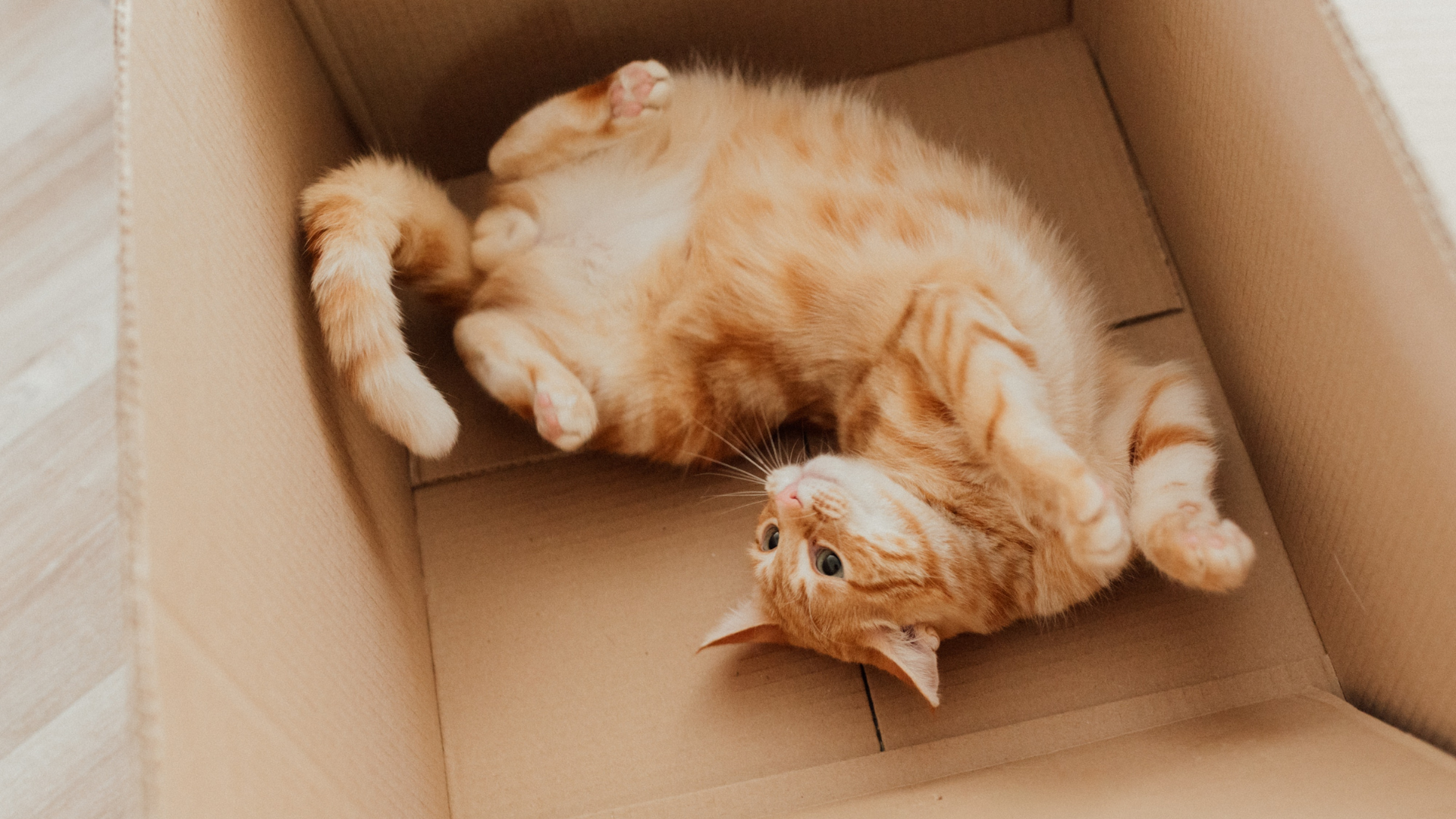 Cat in a Cardboard Box HD Wallpaper