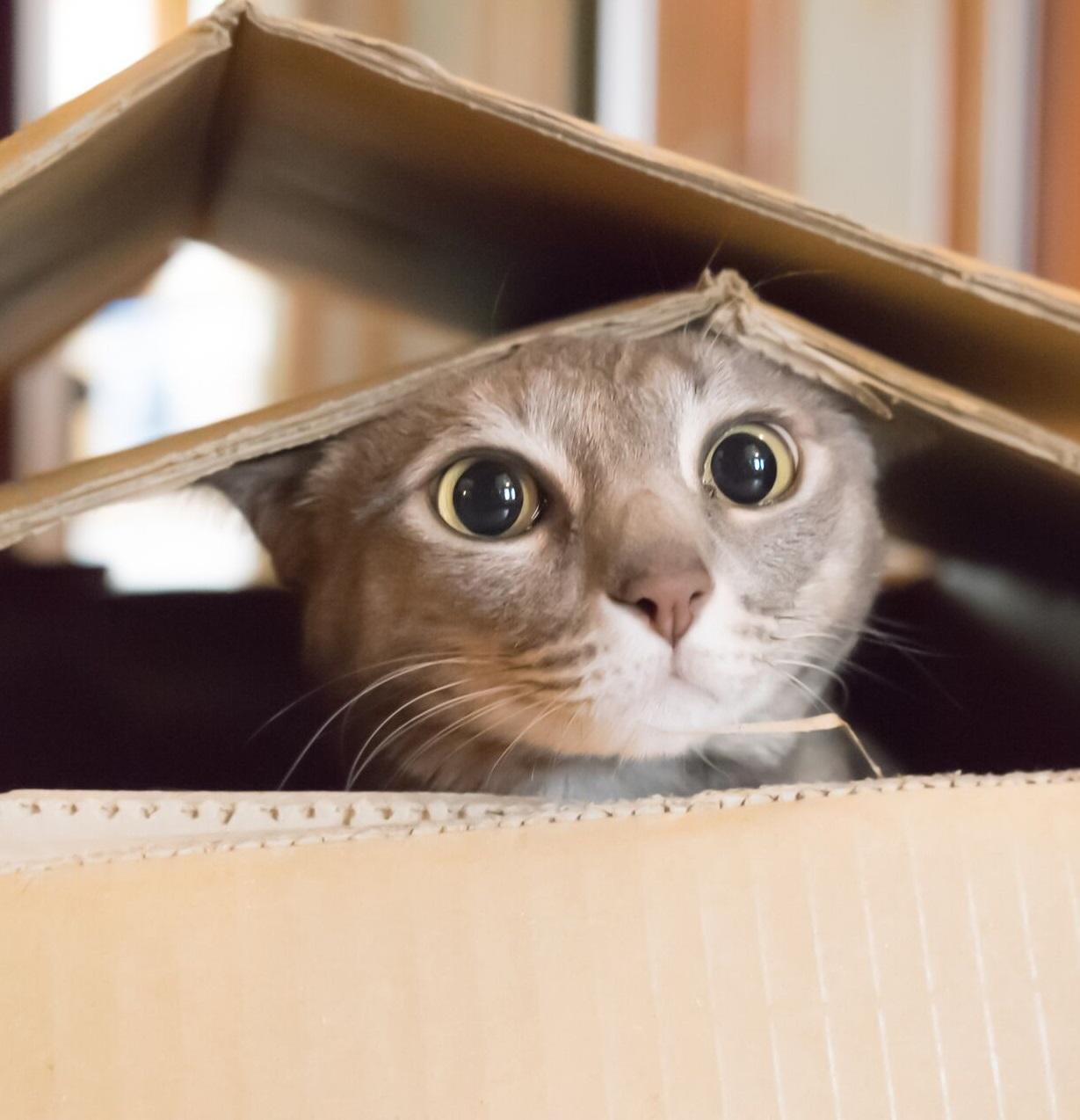 Cute Cat Wallpaper HD for Android